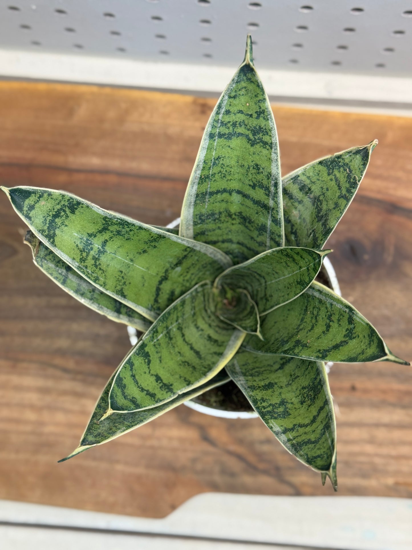 Snake Plant 4 Inch Pot - Sansevieria with Green Patterns, Ideal for Indoor Use, Low Maintenance, Tolerates Low Light, Purifies Air
