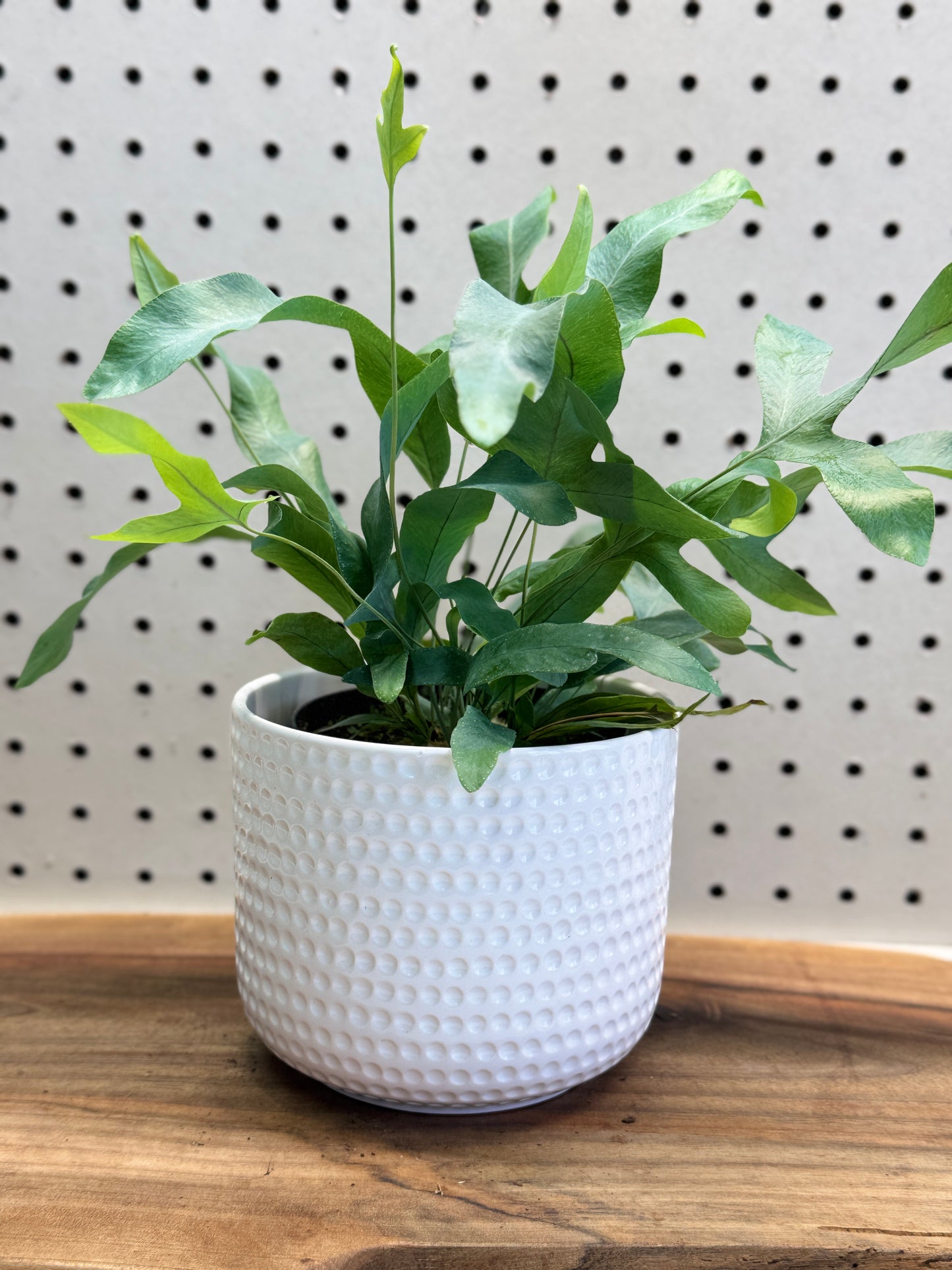 Blue Star Fern Phlebodium aureum 4 inch Pot - Unique Eye-Catching Fern with Wavy Blue-Green Fronds for Indoor Use