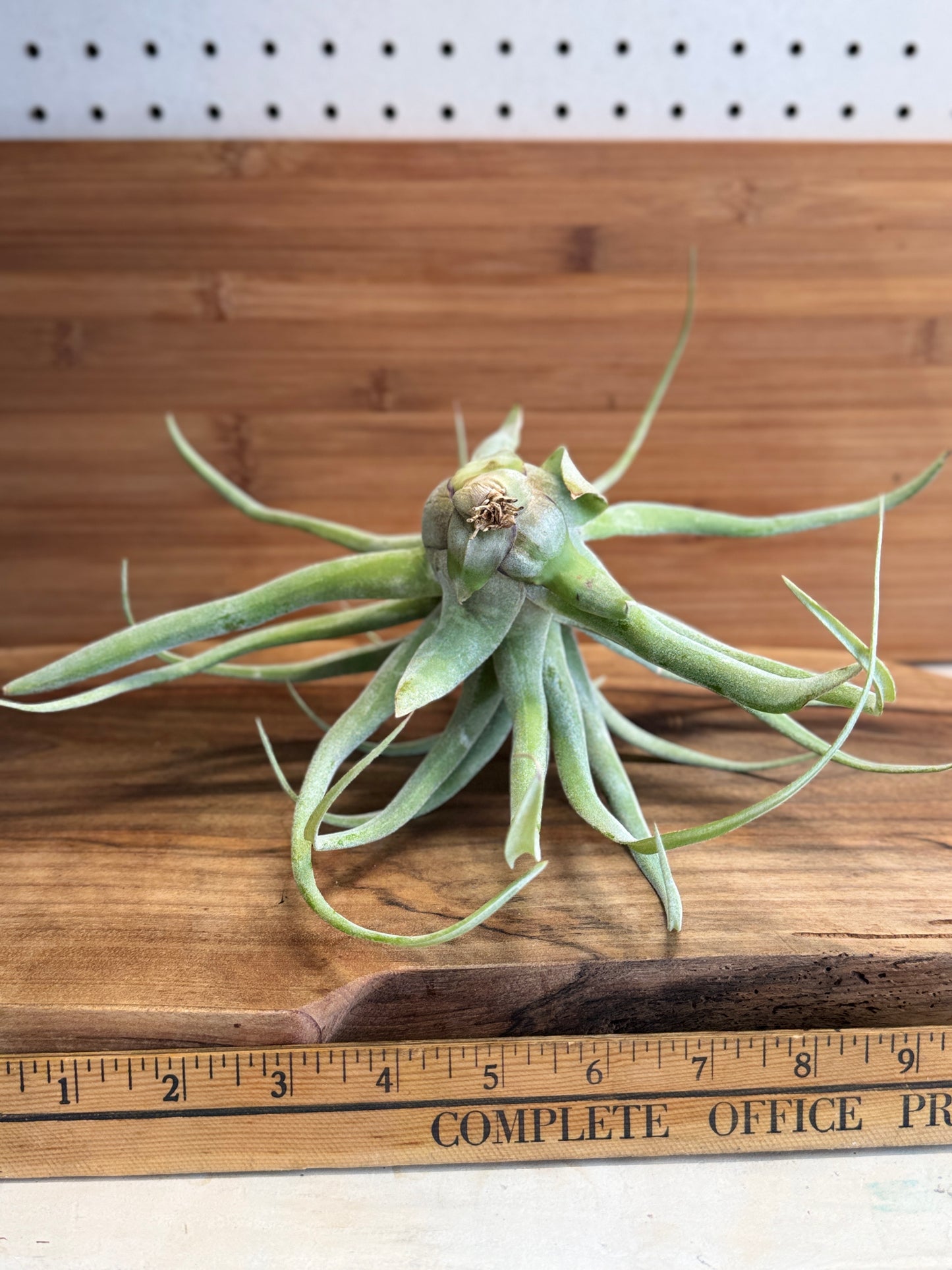 Tillandsia streptophylla Medium Air Plant - Curly Silvery-Green Leaves, Ideal for Indoor Decor, Requires Bright Indirect Light & Moderate Humidity