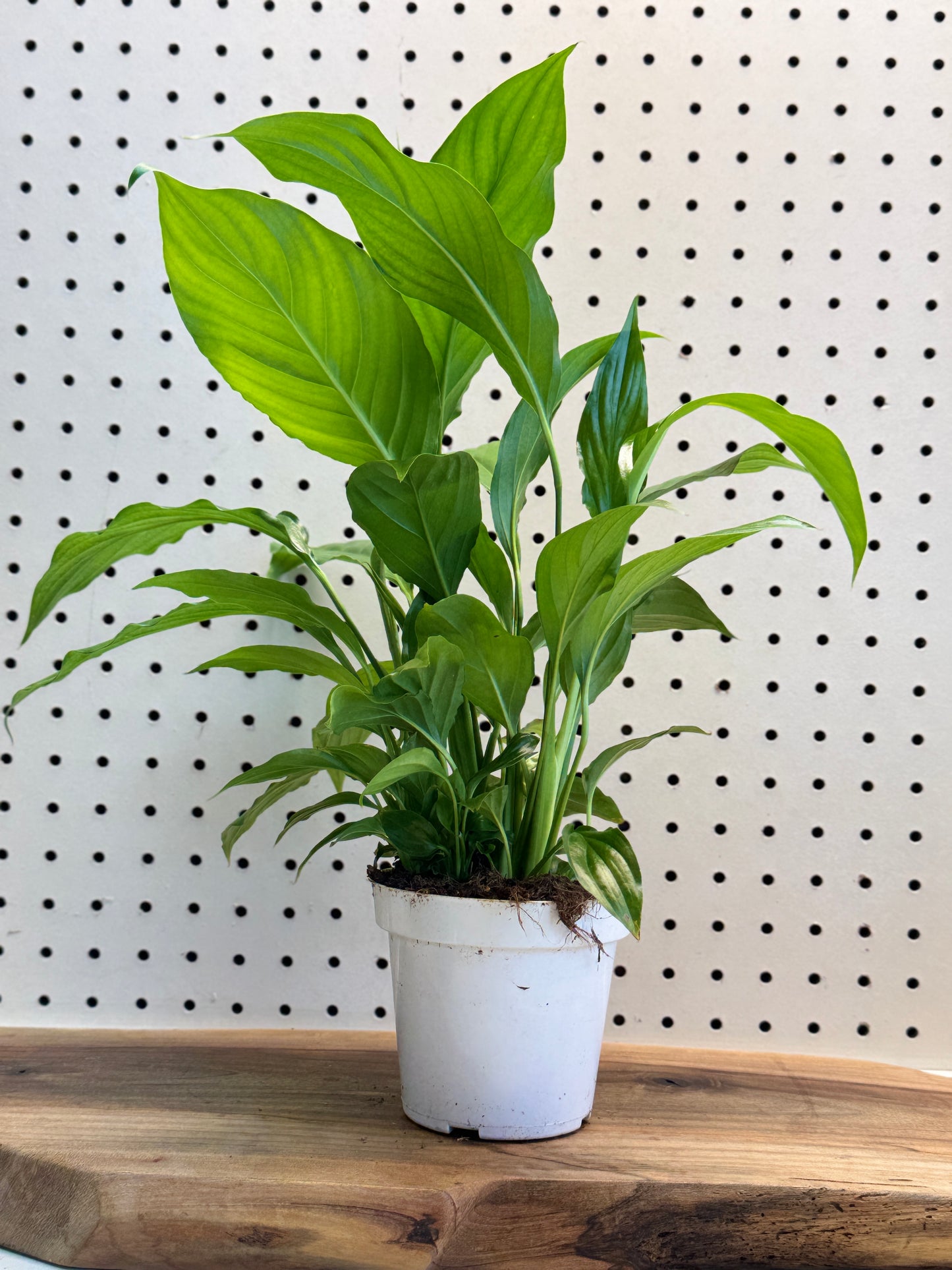 Peace Lily Spathiphyllum Indoor Plant with Deep Green Leaves and White Spathes for Air Purification in Bright Indirect Light