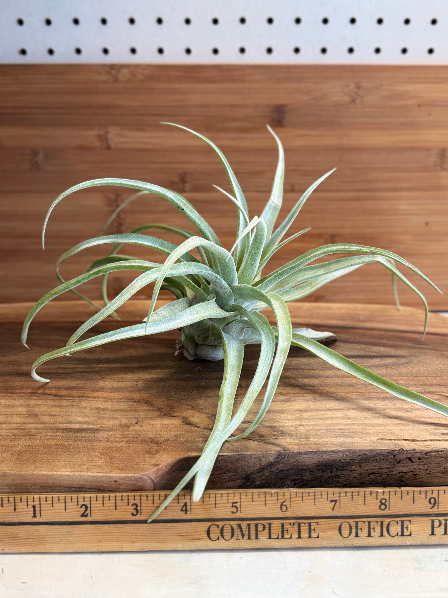 Tillandsia streptophylla Medium Air Plant - Curly Silvery-Green Leaves, Ideal for Indoor Decor, Requires Bright Indirect Light & Moderate Humidity