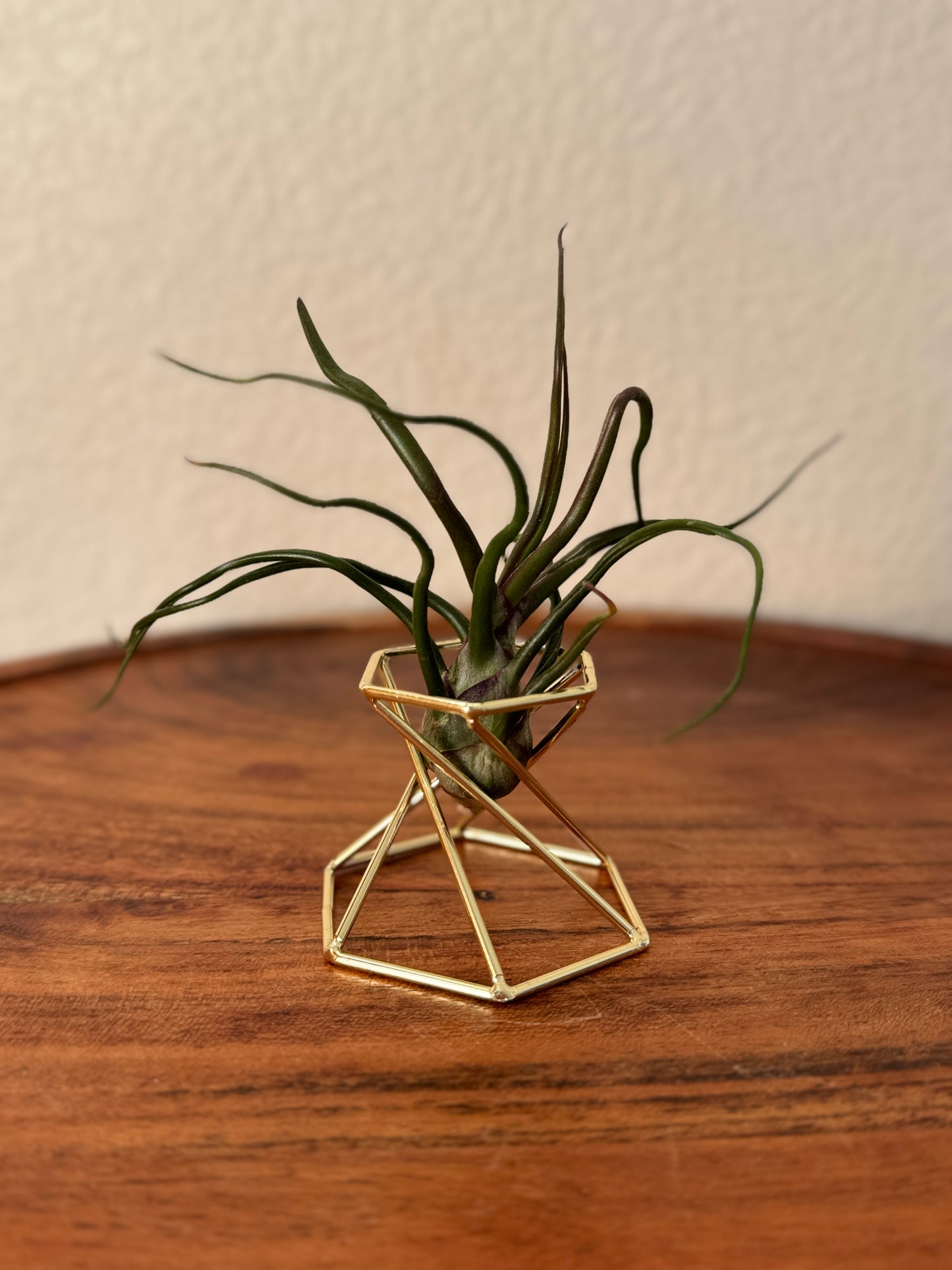 Tillandsia bulbosa Medium Air Plant - Unique Sculptural Air Plant with Bulb-like Base and Twisting Green Leaves - Ideal for Indoor Use - Requires Bright Indirect Light and Moderate Humidity