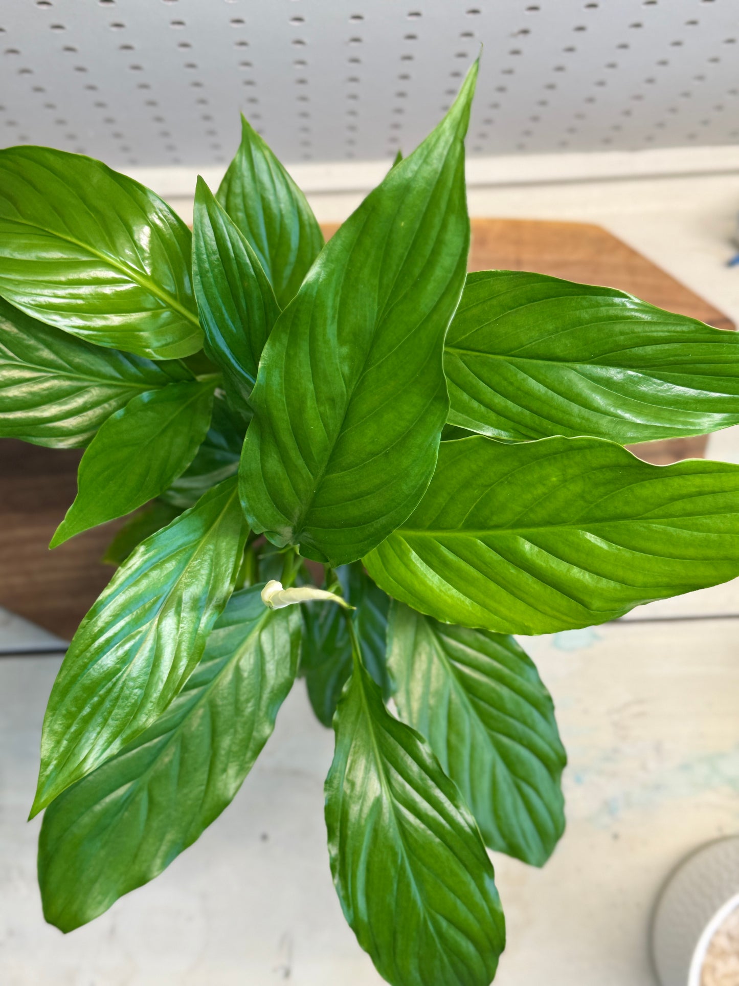 Peace Lily Spathiphyllum Indoor Plant with Deep Green Leaves and White Spathes for Air Purification in Bright Indirect Light