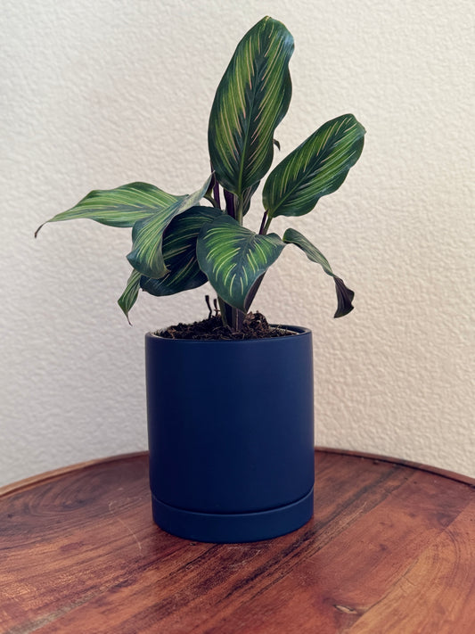 Romey Pot Dark Blue 4.25” x 4.75” with Matching Base for Small Indoor Plants and Decorative Arrangements flower pot