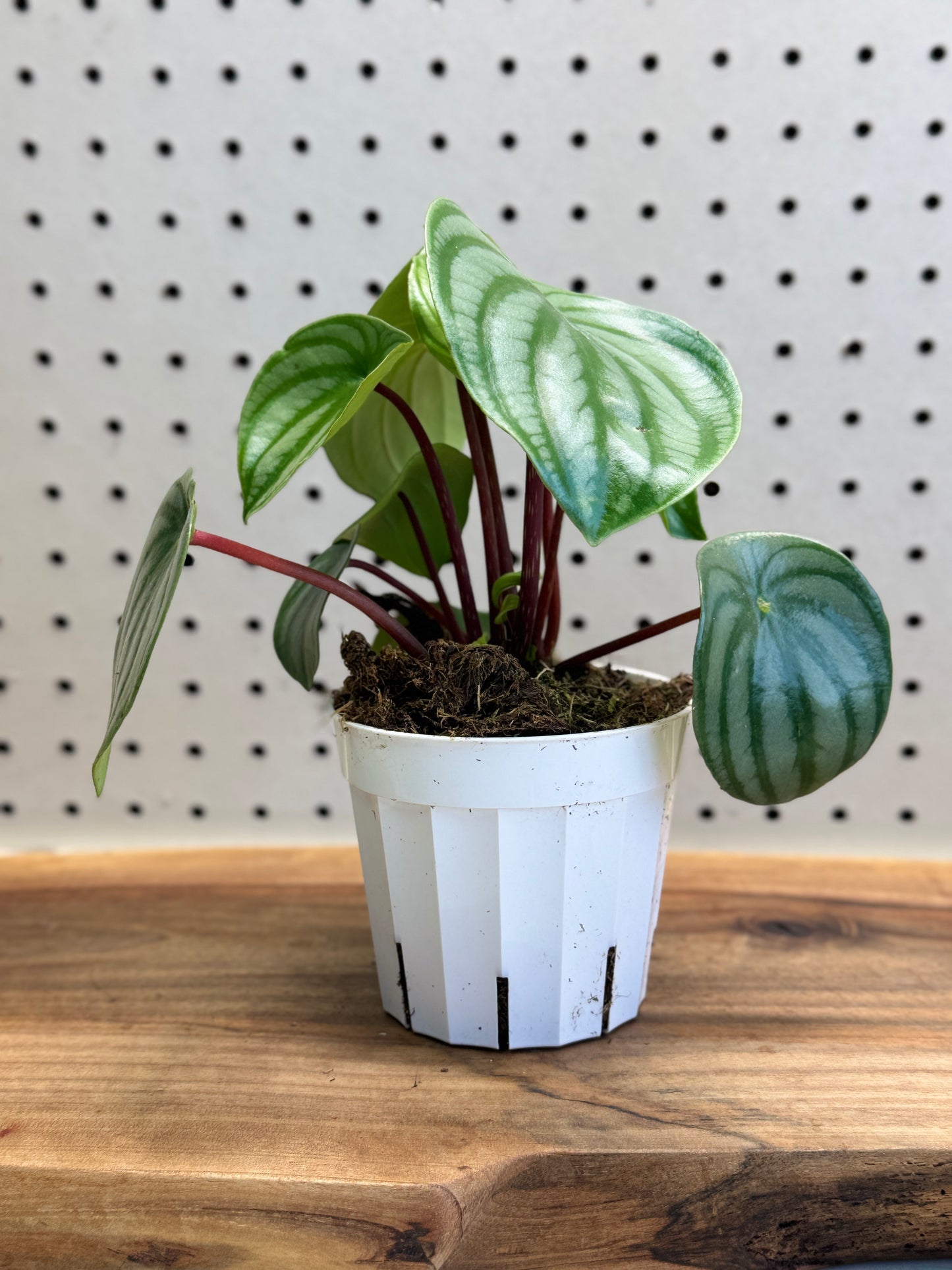 Watermelon Peperomia Peperomia argyreia 4 inch Pot - Indoor Plant with Unique Foliage & Easy Care Instructions for Compact Upright Appearance