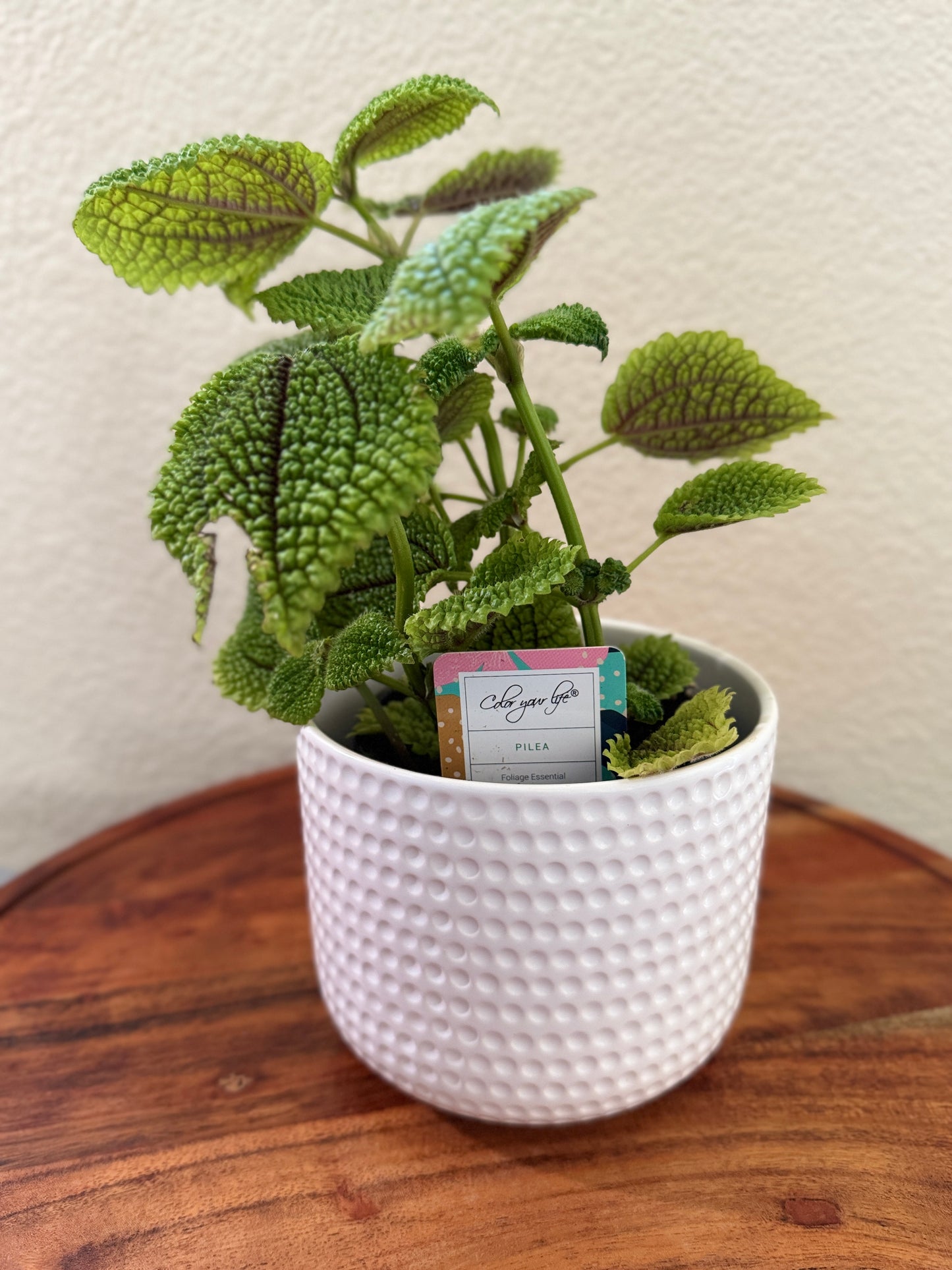 Moon Valley Pilea Mollis 4 inch Indoor Plant Vibrant Green Leaves Compact & Easy Care Tropical Perennial for Home Decor