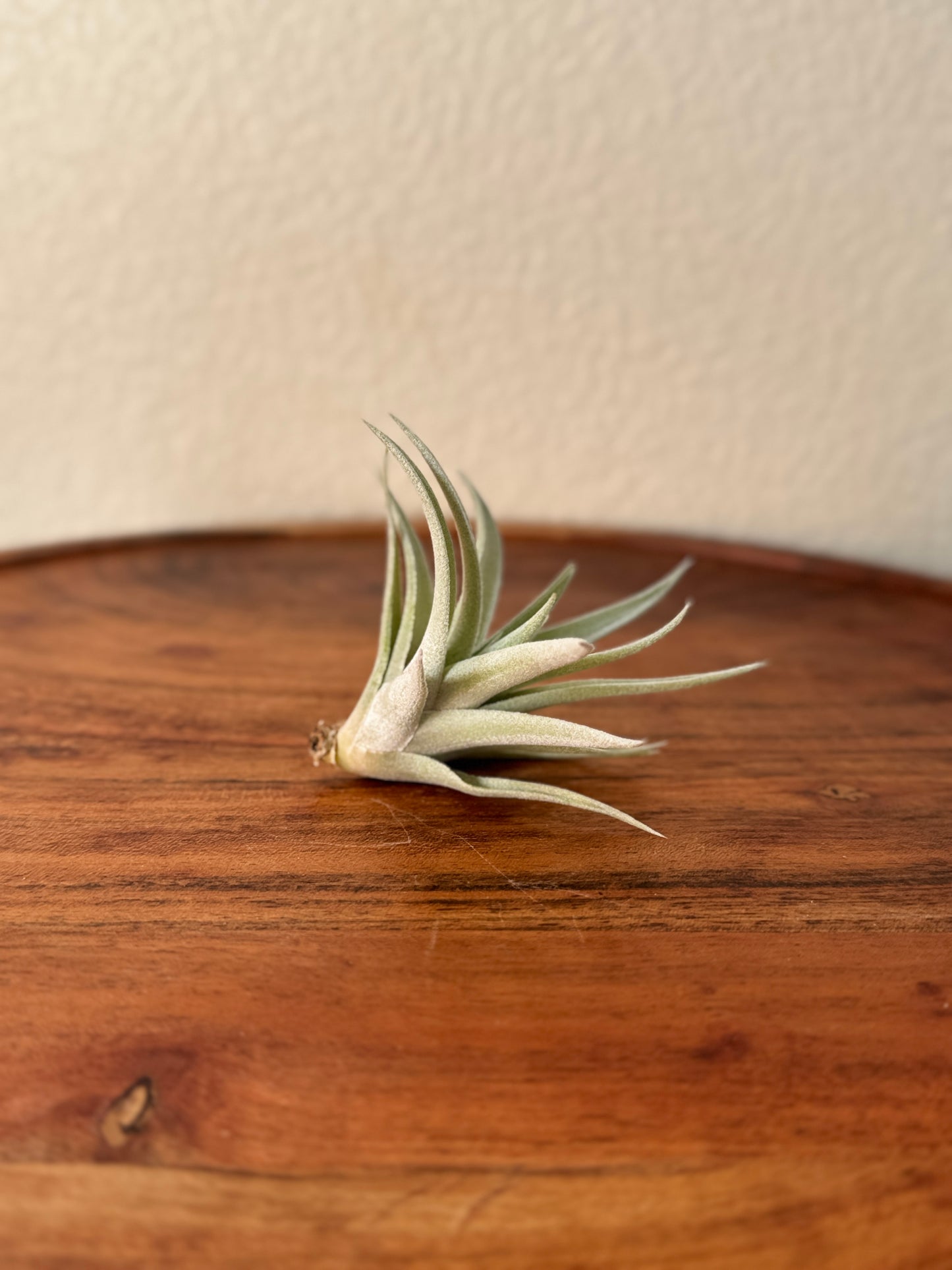 Tillandsia harrisii Small Air Plant in Natural Green Color - Indoor Plant with Velvet Silver-gray Leaves & Compact Rosette Shape - Requires Bright Indirect Light & Moderate Humidity