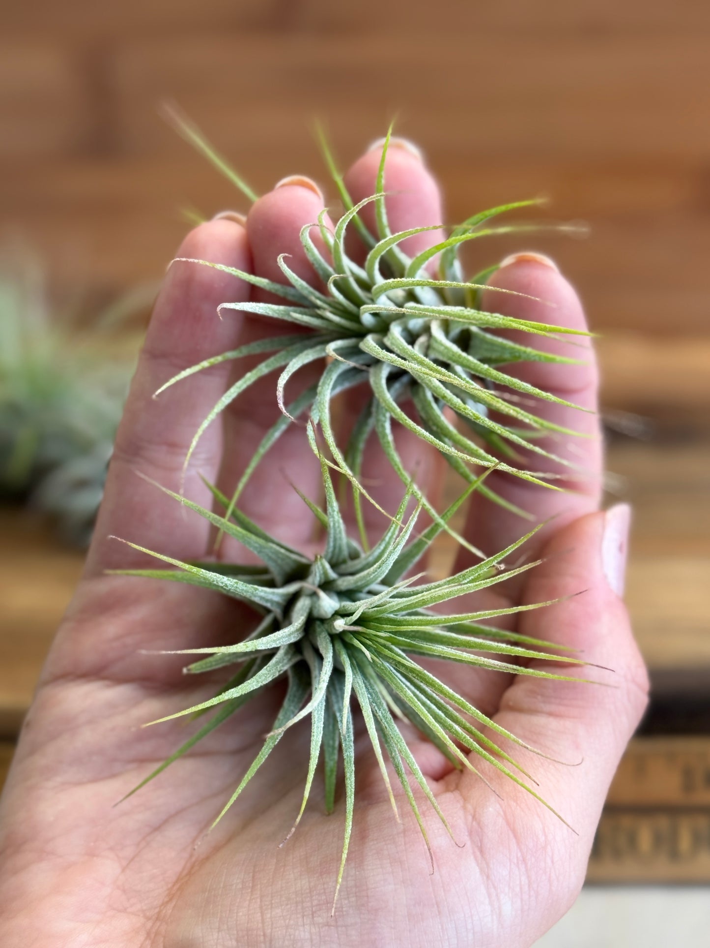 Tillandsia Ionantha Medium Size Air Plant in Natural Green Color, Ideal for Terrariums, Indoor Use, No Soil, Bright Indirect Light