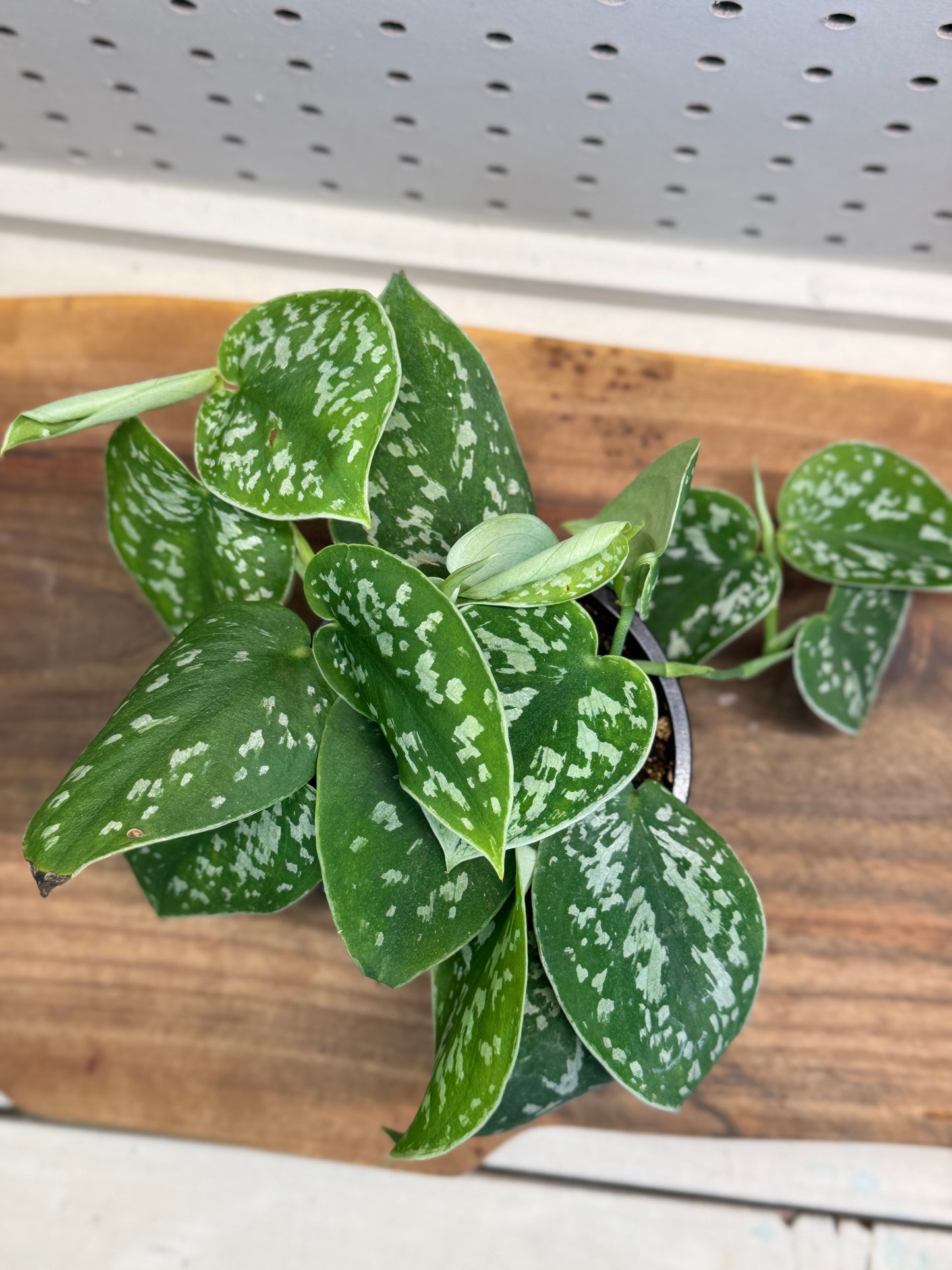 Satin Pothos Scindapsus pictus - Indoor Houseplant with Heart-Shaped Leaves & Silvery Spots - Easy Care for Hanging Baskets & Shelves