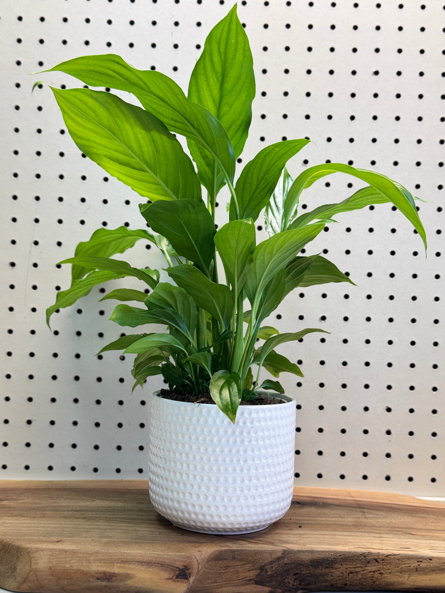 Peace Lily Spathiphyllum Indoor Plant with Deep Green Leaves and White Spathes for Air Purification in Bright Indirect Light