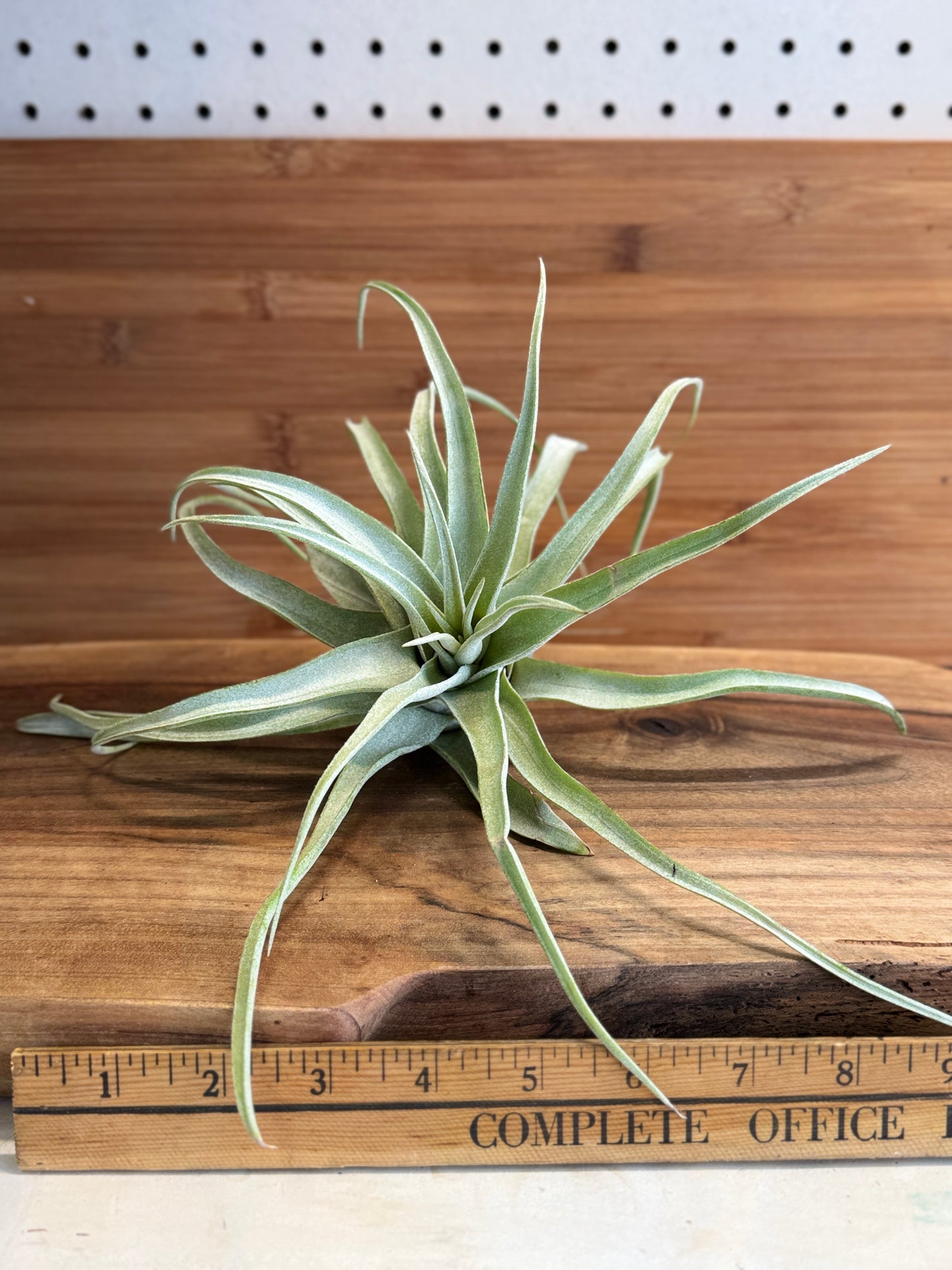 Tillandsia streptophylla Medium Air Plant - Curly Silvery-Green Leaves, Ideal for Indoor Decor, Requires Bright Indirect Light & Moderate Humidity