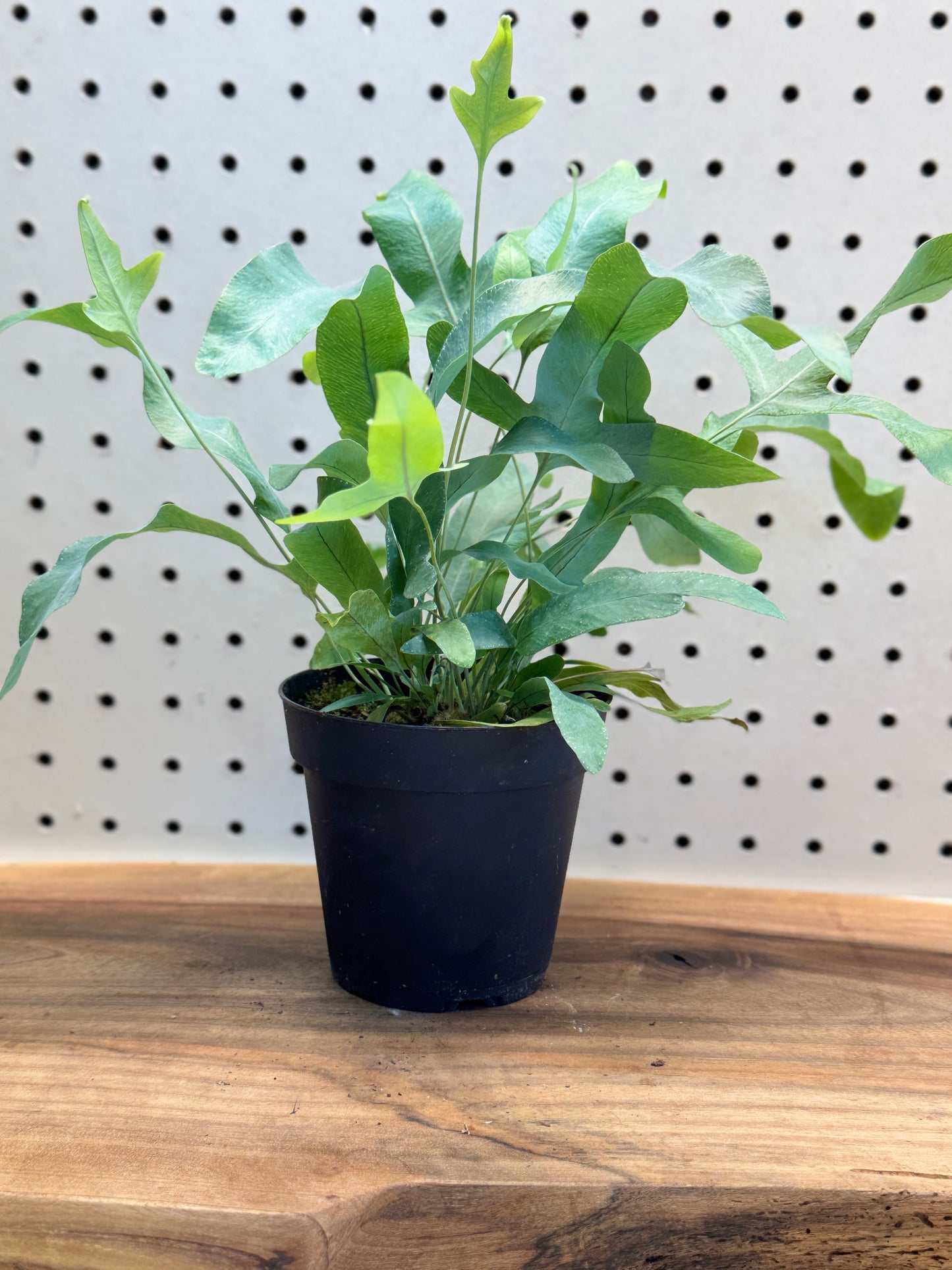 Blue Star Fern Phlebodium aureum 4 inch Pot - Unique Eye-Catching Fern with Wavy Blue-Green Fronds for Indoor Use