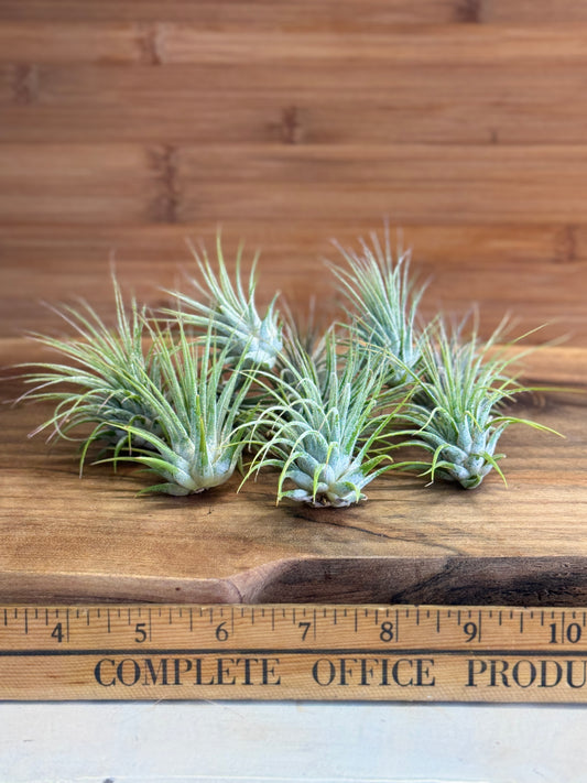 Tillandsia Ionantha Medium Size Air Plant in Natural Green Color, Ideal for Terrariums, Indoor Use, No Soil, Bright Indirect Light