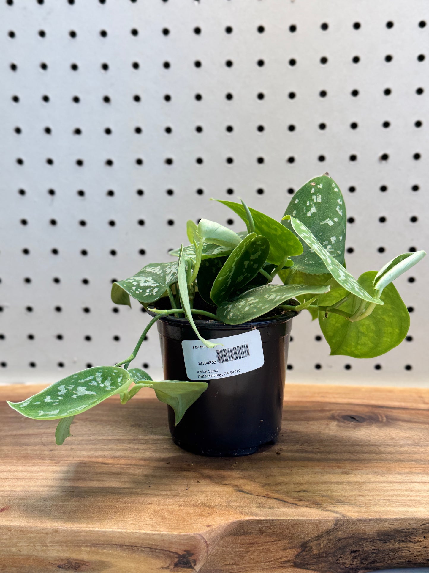 Satin Pothos Scindapsus pictus - Indoor Houseplant with Heart-Shaped Leaves & Silvery Spots - Easy Care for Hanging Baskets & Shelves