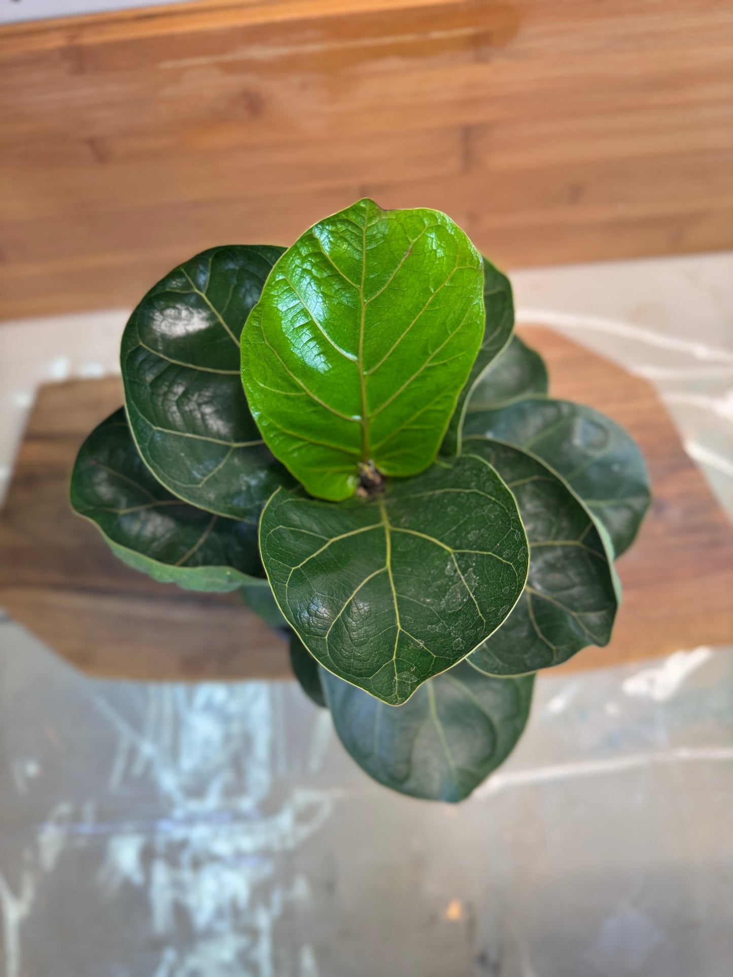 Fiddle Leaf Fig (Ficus lyrata) 6 inch