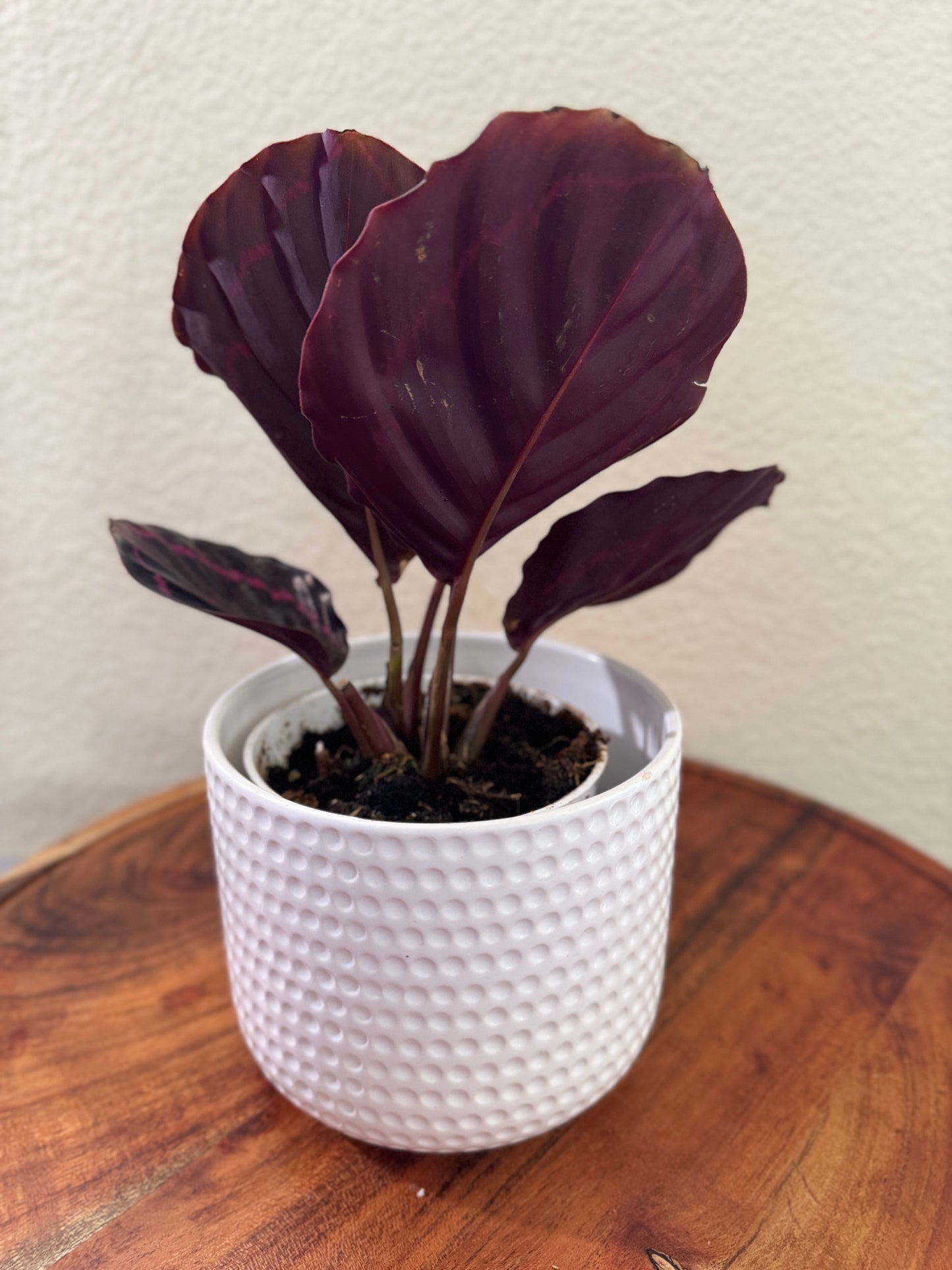 Calathea Dottie Prayer Plant 4 inch with Black Leaves and pink stripes