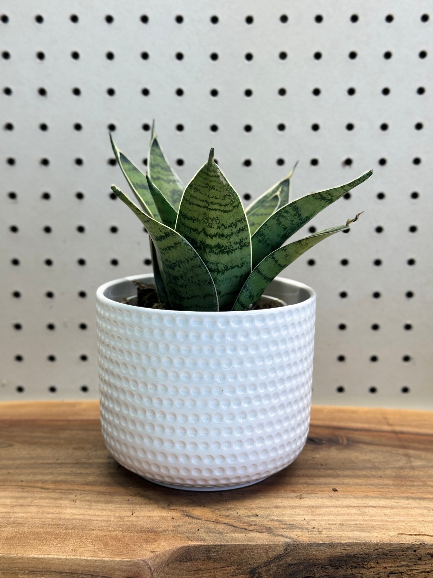 Snake Plant 4 Inch Pot - Sansevieria with Green Patterns, Ideal for Indoor Use, Low Maintenance, Tolerates Low Light, Purifies Air