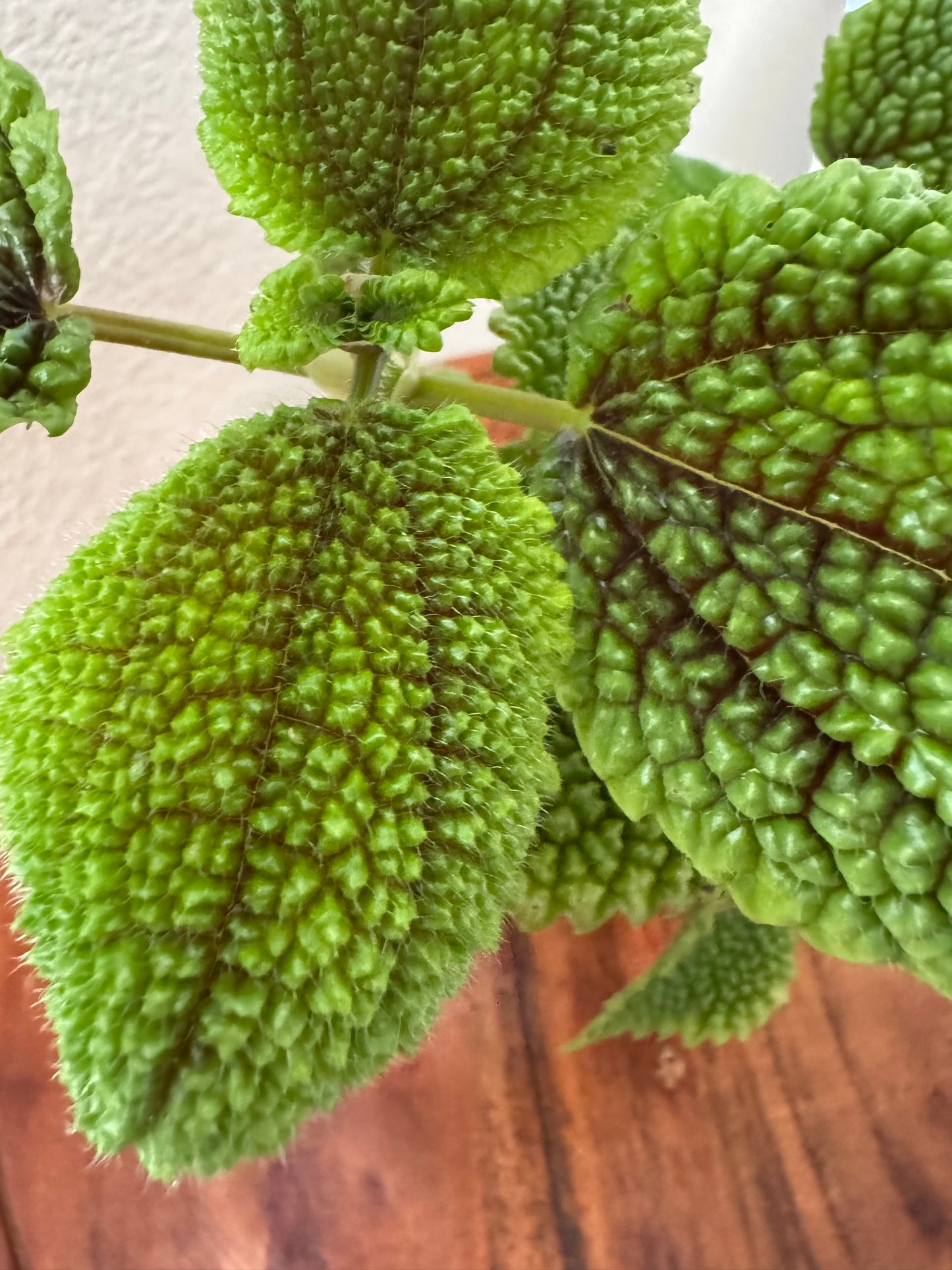 Moon Valley Pilea Mollis 4 inch Indoor Plant Vibrant Green Leaves Compact & Easy Care Tropical Perennial for Home Decor