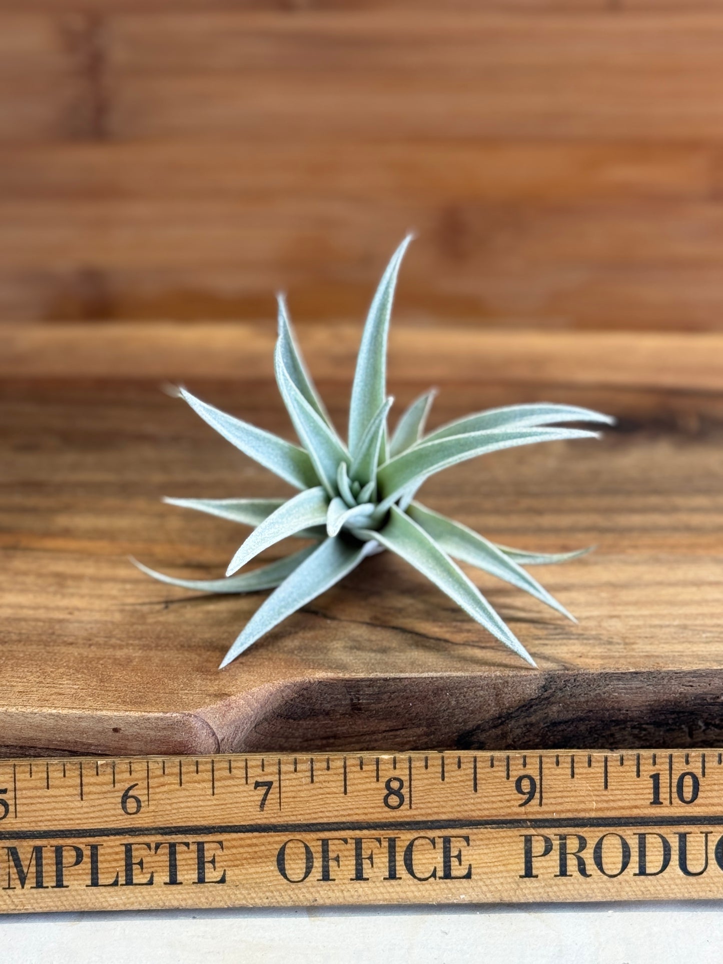 Tillandsia harrisii Small Air Plant in Natural Green Color - Indoor Plant with Velvet Silver-gray Leaves & Compact Rosette Shape - Requires Bright Indirect Light & Moderate Humidity