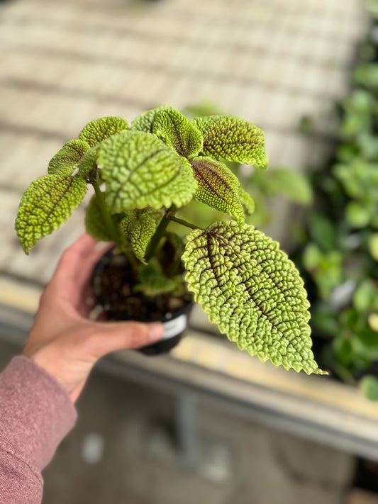 Moon Valley Pilea Mollis 4 inch Indoor Plant Vibrant Green Leaves Compact & Easy Care Tropical Perennial for Home Decor