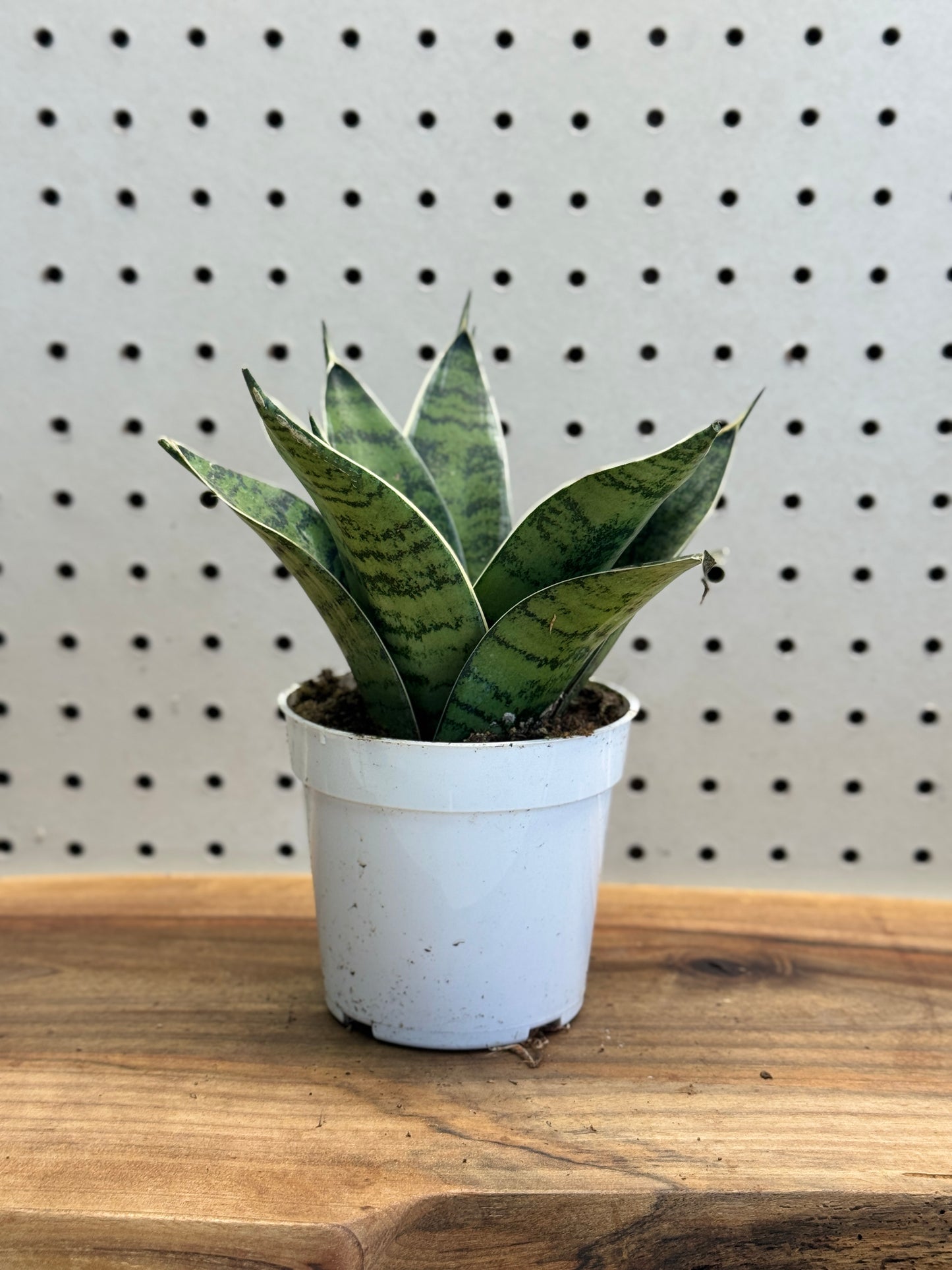 Snake Plant 4 Inch Pot - Sansevieria with Green Patterns, Ideal for Indoor Use, Low Maintenance, Tolerates Low Light, Purifies Air