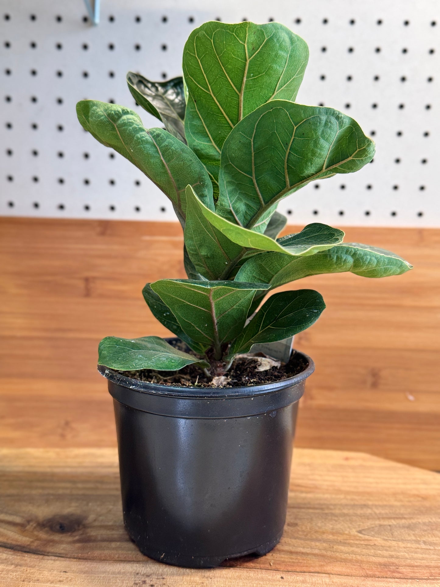 Fiddle Leaf Fig (Ficus lyrata) 6 inch