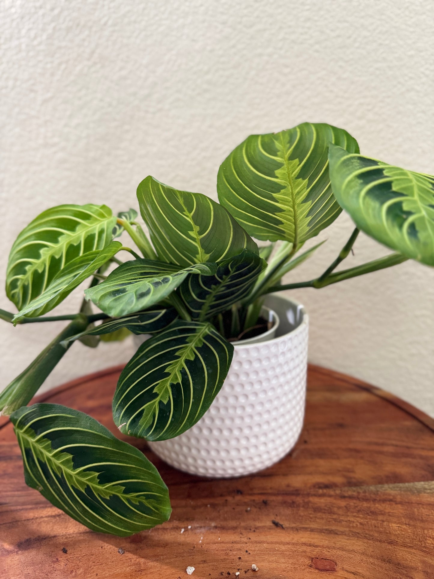 Maranta Leuconeura Plant in 4 Inch Pot - Prayer Plant with Striking Green Veins & Spots - Safe for Pets - Ideal for Houseplants