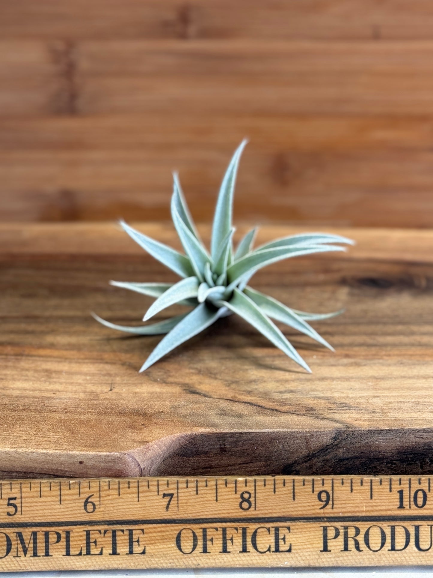 Tillandsia harrisii Small Air Plant in Natural Green Color - Indoor Plant with Velvet Silver-gray Leaves & Compact Rosette Shape - Requires Bright Indirect Light & Moderate Humidity
