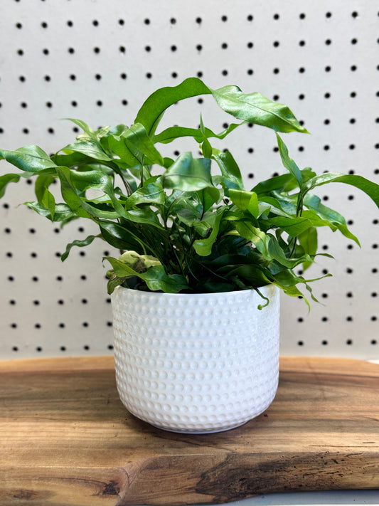 Kangaroo Fern Microsorum diversifolium 4 inch Pot - Indoor Plant with Glossy Green Fronds for Bright Indirect Light & Moderate Humidity