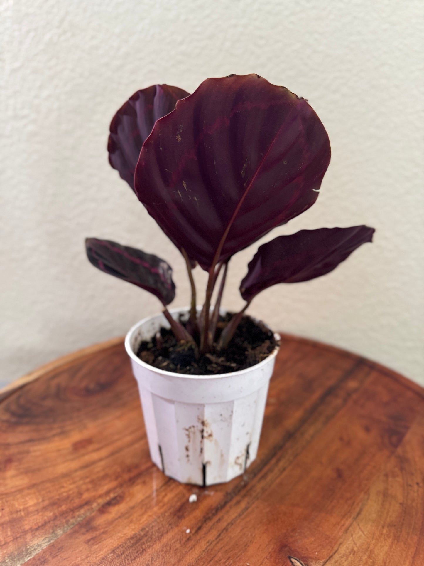 Calathea Dottie Prayer Plant 4 inch with Black Leaves and pink stripes