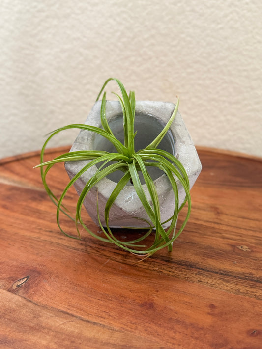 Geometric Cement Planter 16 Sided Design with 2 Inch Hole for Airplant or Any Small Plant Unique Decorative Pot Modern Industrial Charm