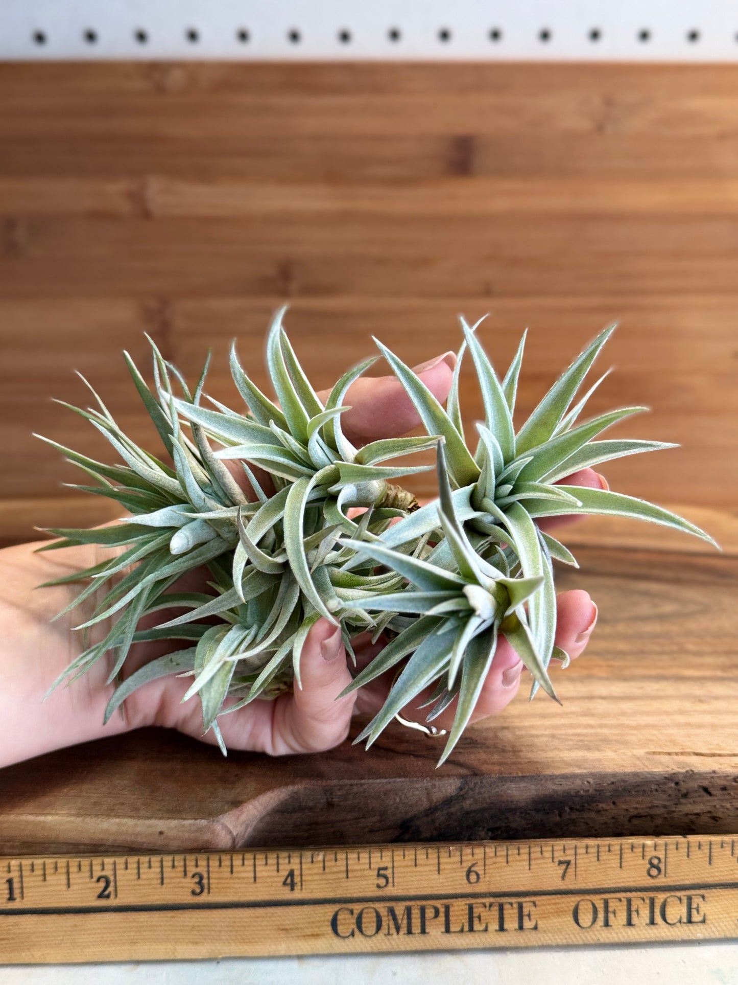 Tillandsia harrisii Small Air Plant in Natural Green Color - Indoor Plant with Velvet Silver-gray Leaves & Compact Rosette Shape - Requires Bright Indirect Light & Moderate Humidity