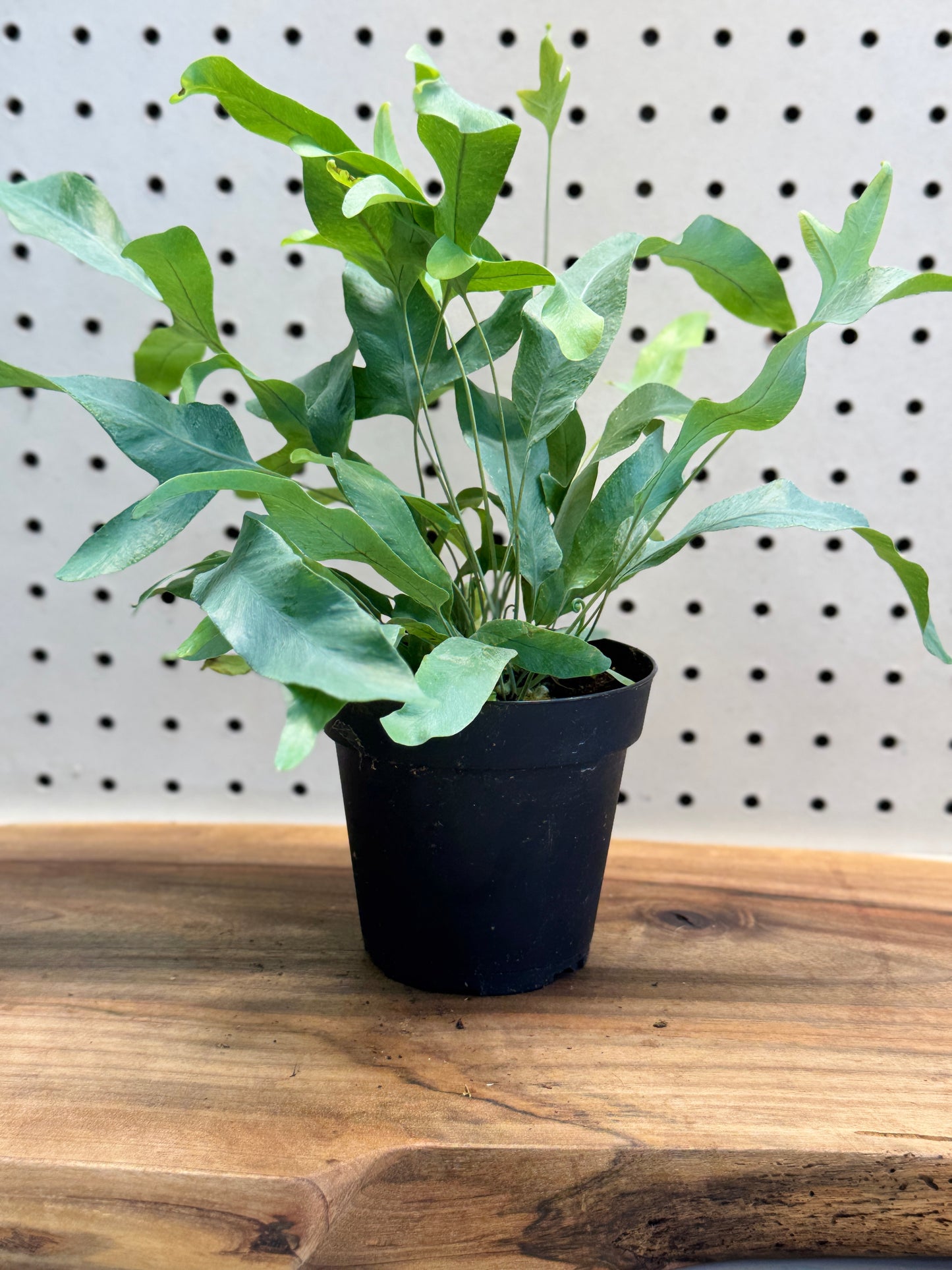 Blue Star Fern Phlebodium aureum 4 inch Pot - Unique Eye-Catching Fern with Wavy Blue-Green Fronds for Indoor Use