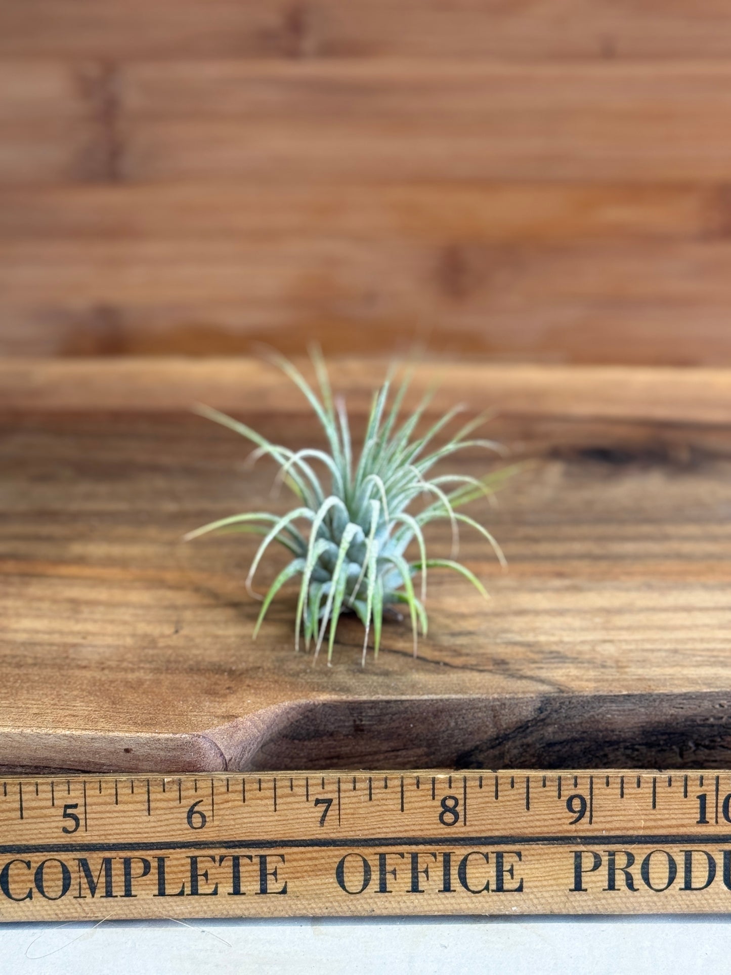 Tillandsia Ionantha Medium Size Air Plant in Natural Green Color, Ideal for Terrariums, Indoor Use, No Soil, Bright Indirect Light