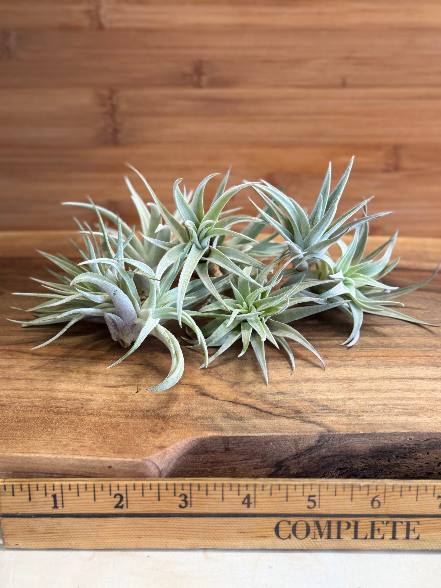 Tillandsia harrisii Small Air Plant in Natural Green Color - Indoor Plant with Velvet Silver-gray Leaves & Compact Rosette Shape - Requires Bright Indirect Light & Moderate Humidity