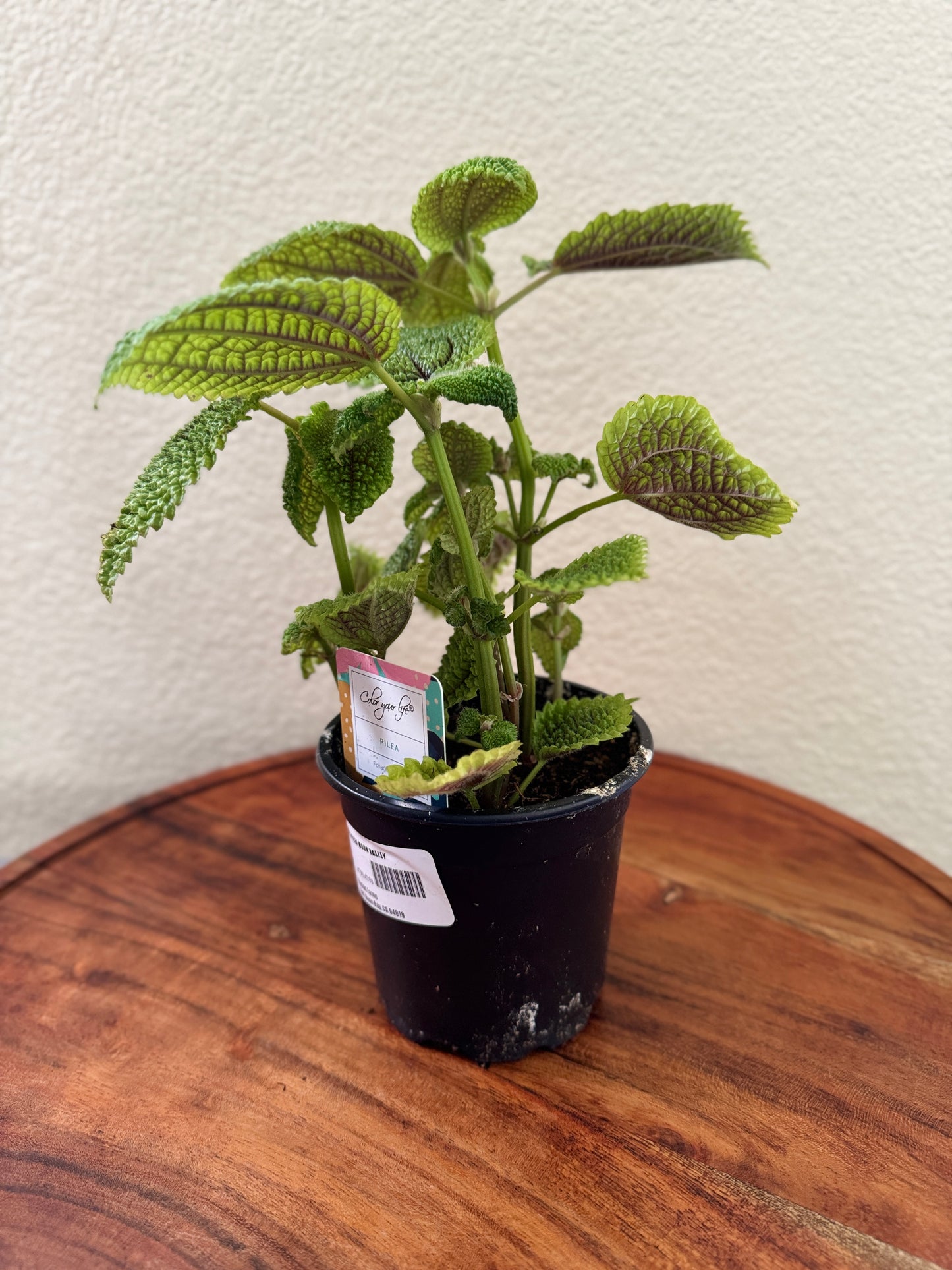 Moon Valley Pilea Mollis 4 inch Indoor Plant Vibrant Green Leaves Compact & Easy Care Tropical Perennial for Home Decor