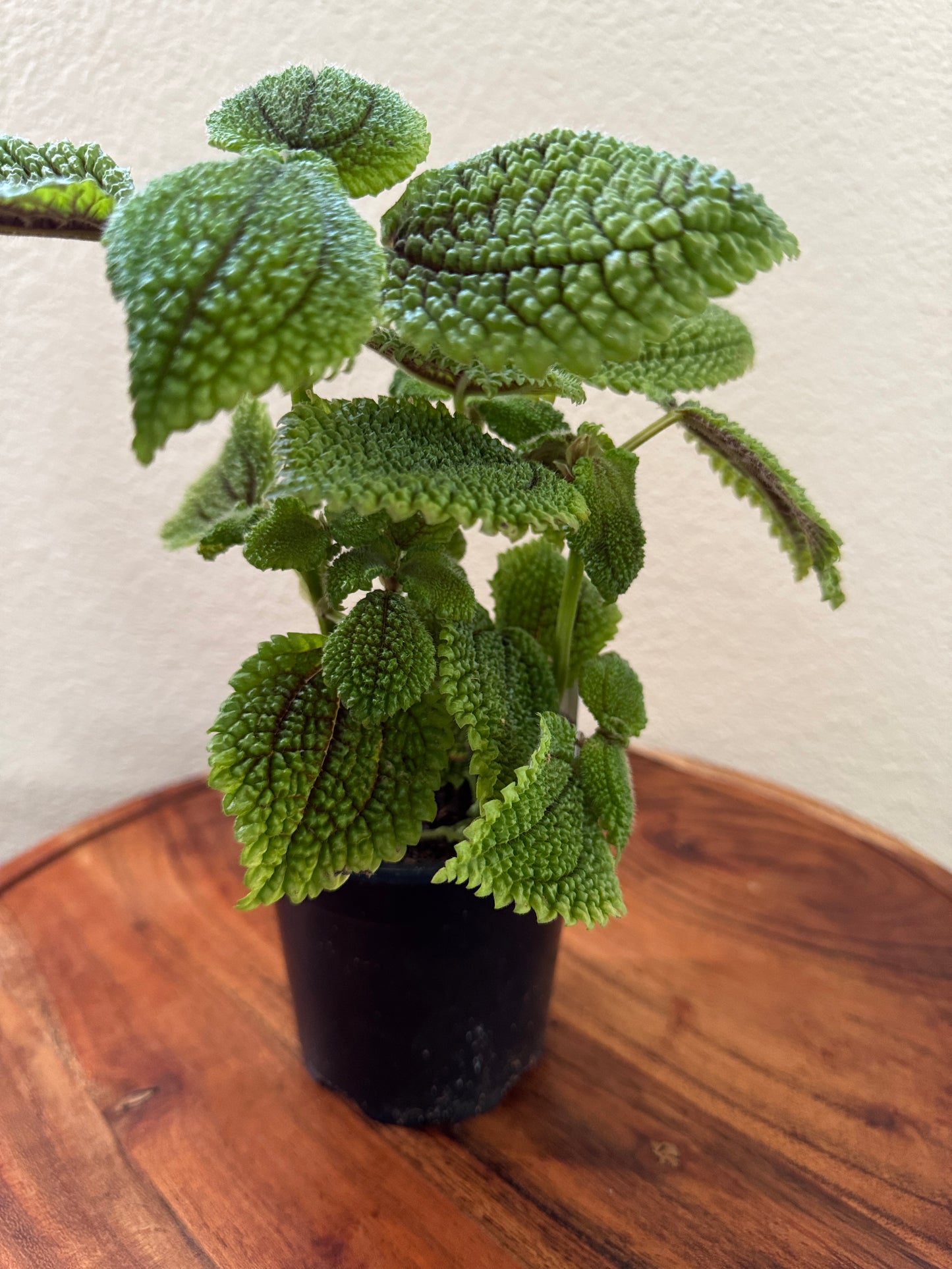Moon Valley Pilea Mollis 4 inch Indoor Plant Vibrant Green Leaves Compact & Easy Care Tropical Perennial for Home Decor