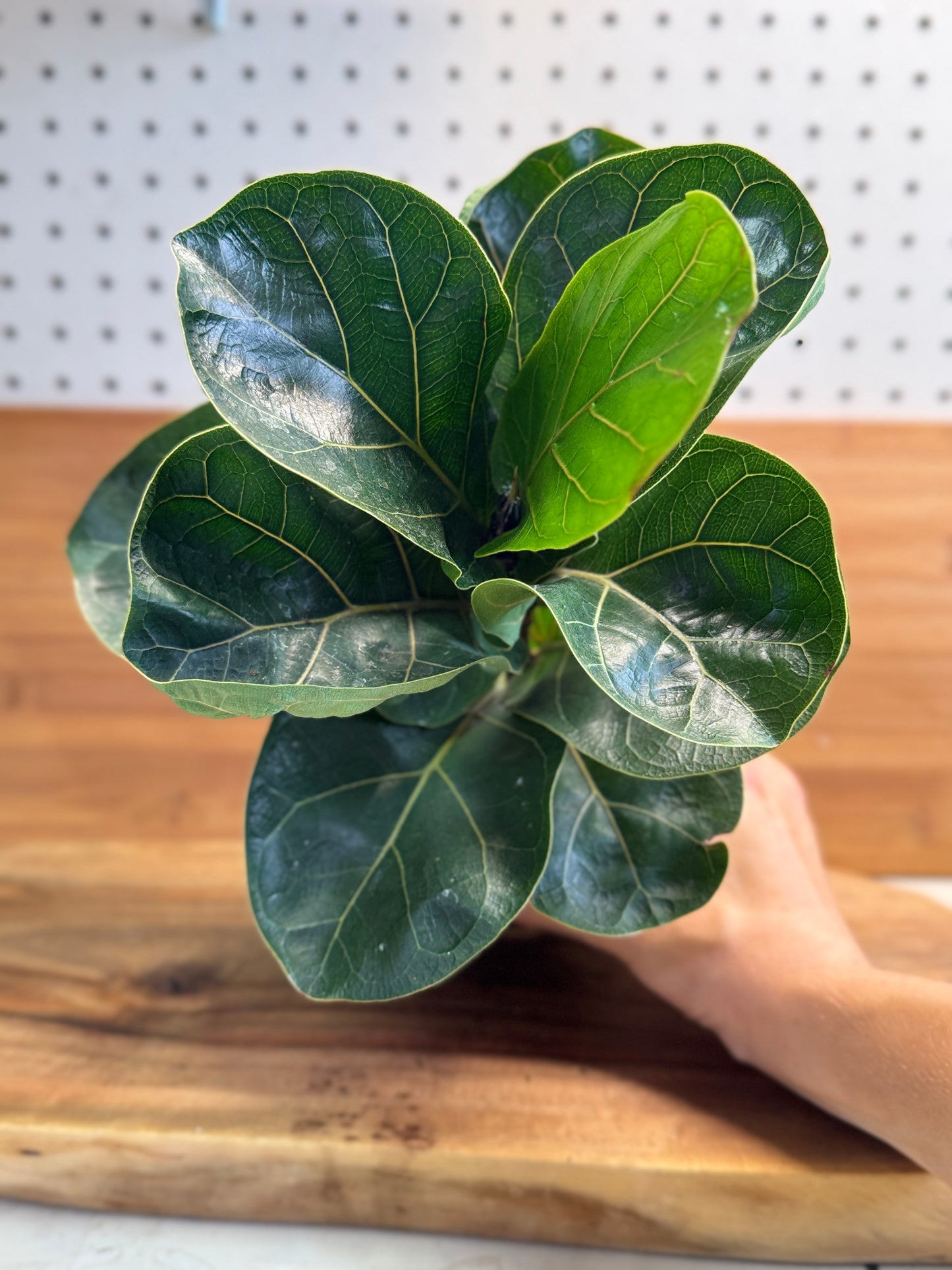 Fiddle Leaf Fig (Ficus lyrata) 6 inch