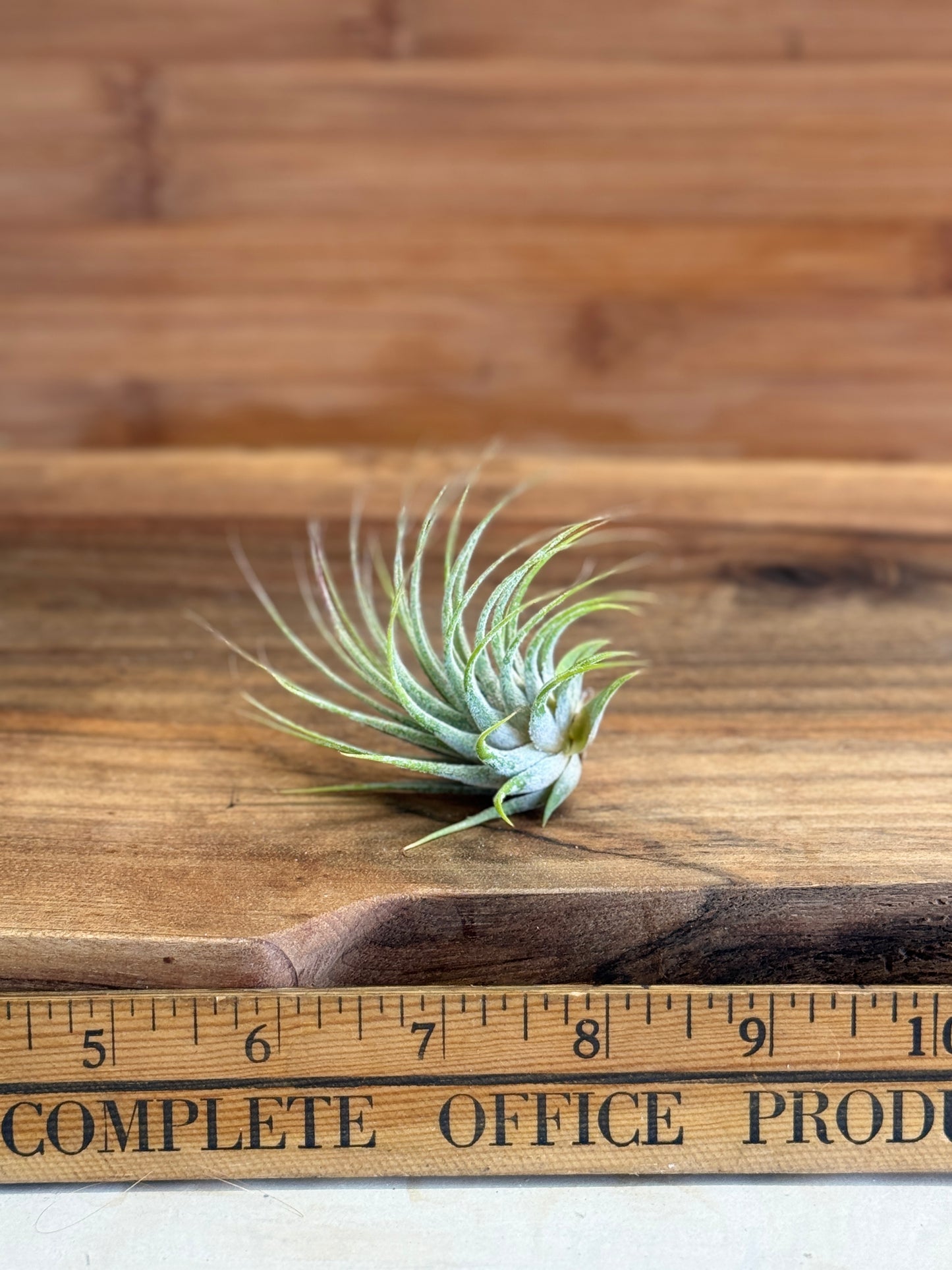 Tillandsia Ionantha Medium Size Air Plant in Natural Green Color, Ideal for Terrariums, Indoor Use, No Soil, Bright Indirect Light