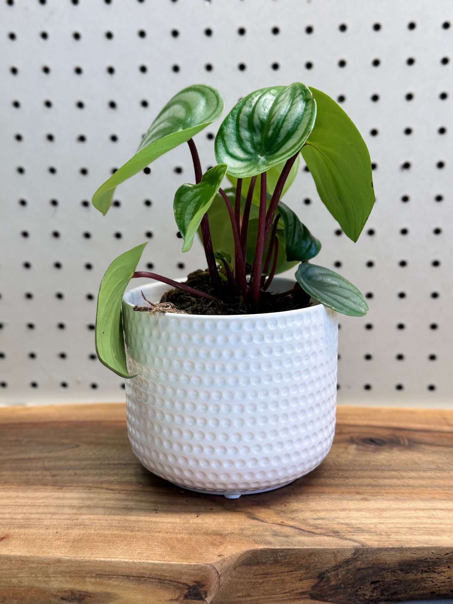 Watermelon Peperomia Peperomia argyreia 4 inch Pot - Indoor Plant with Unique Foliage & Easy Care Instructions for Compact Upright Appearance
