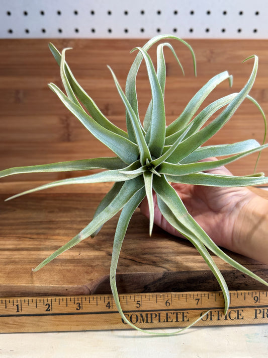 Tillandsia streptophylla Medium Air Plant - Curly Silvery-Green Leaves, Ideal for Indoor Decor, Requires Bright Indirect Light & Moderate Humidity