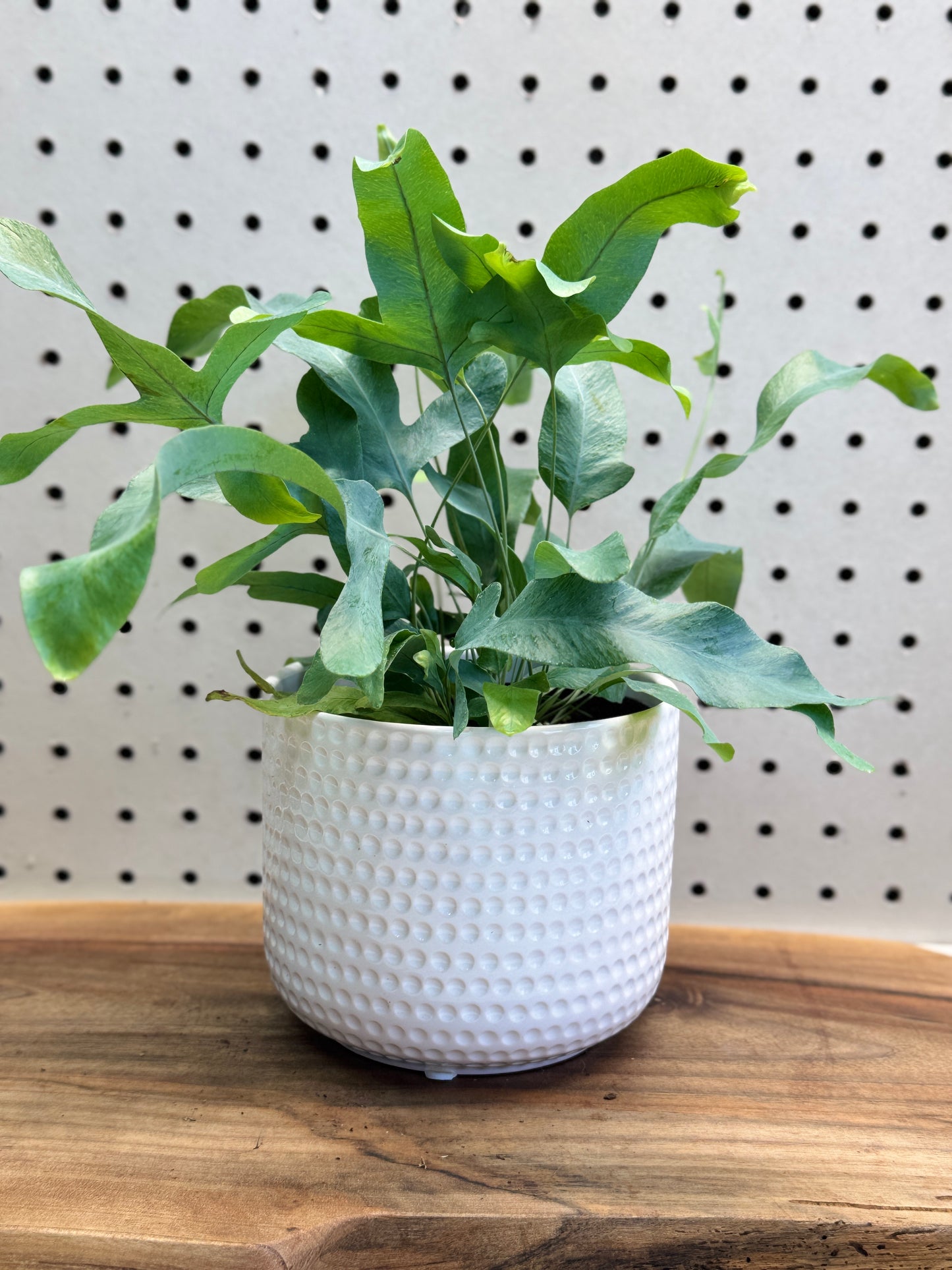 Blue Star Fern Phlebodium aureum 4 inch Pot - Unique Eye-Catching Fern with Wavy Blue-Green Fronds for Indoor Use