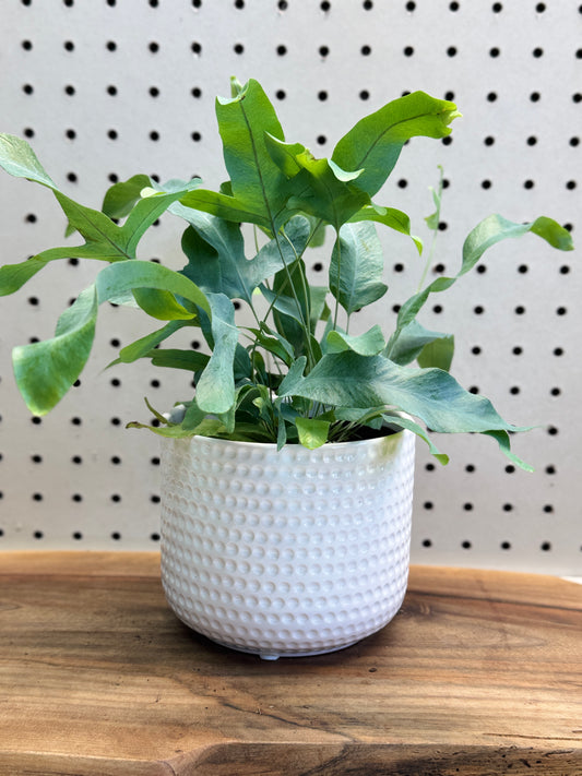 Blue Star Fern Phlebodium aureum 4 inch Pot - Unique Eye-Catching Fern with Wavy Blue-Green Fronds for Indoor Use