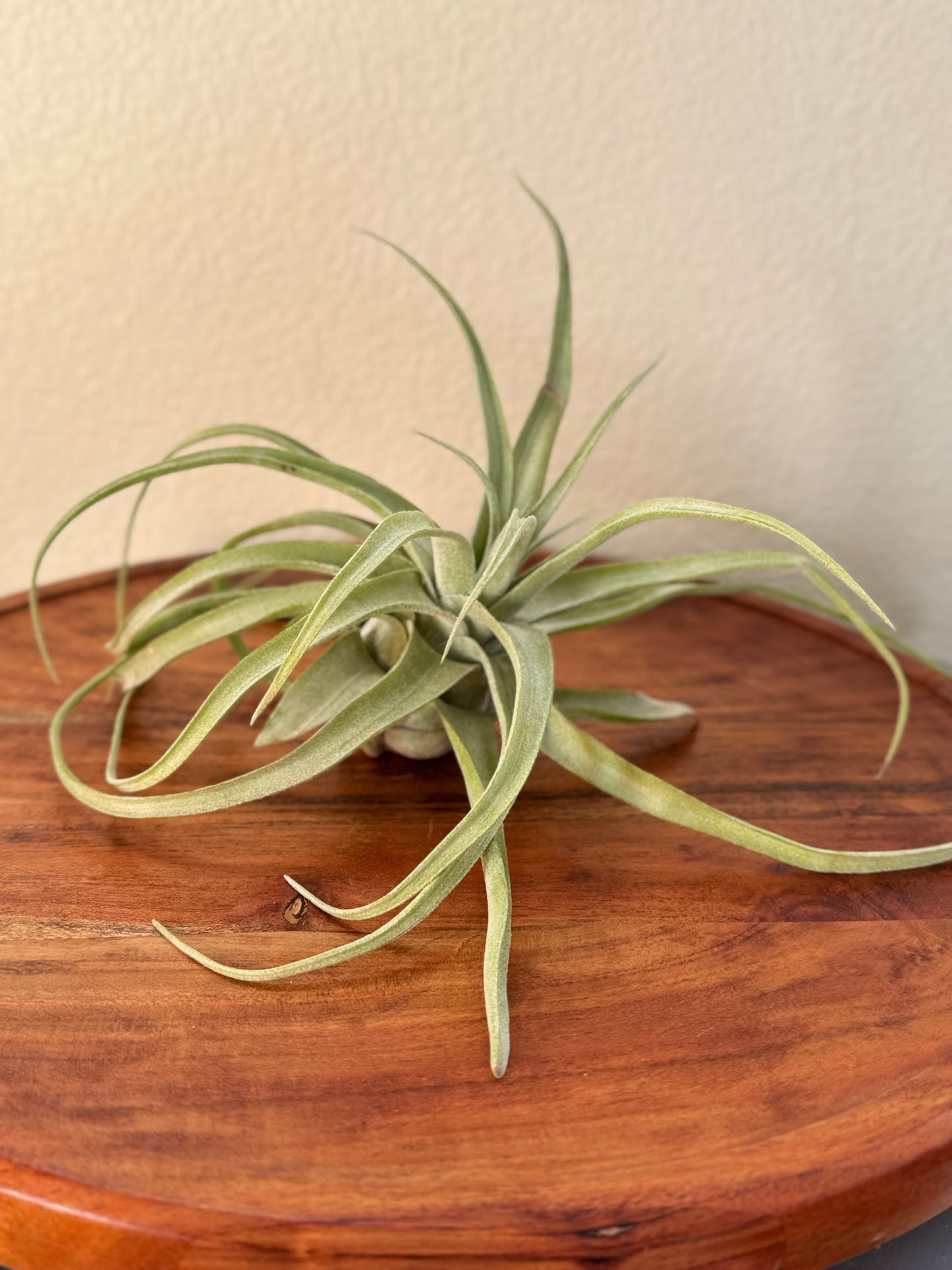 Tillandsia streptophylla Medium Air Plant - Curly Silvery-Green Leaves, Ideal for Indoor Decor, Requires Bright Indirect Light & Moderate Humidity