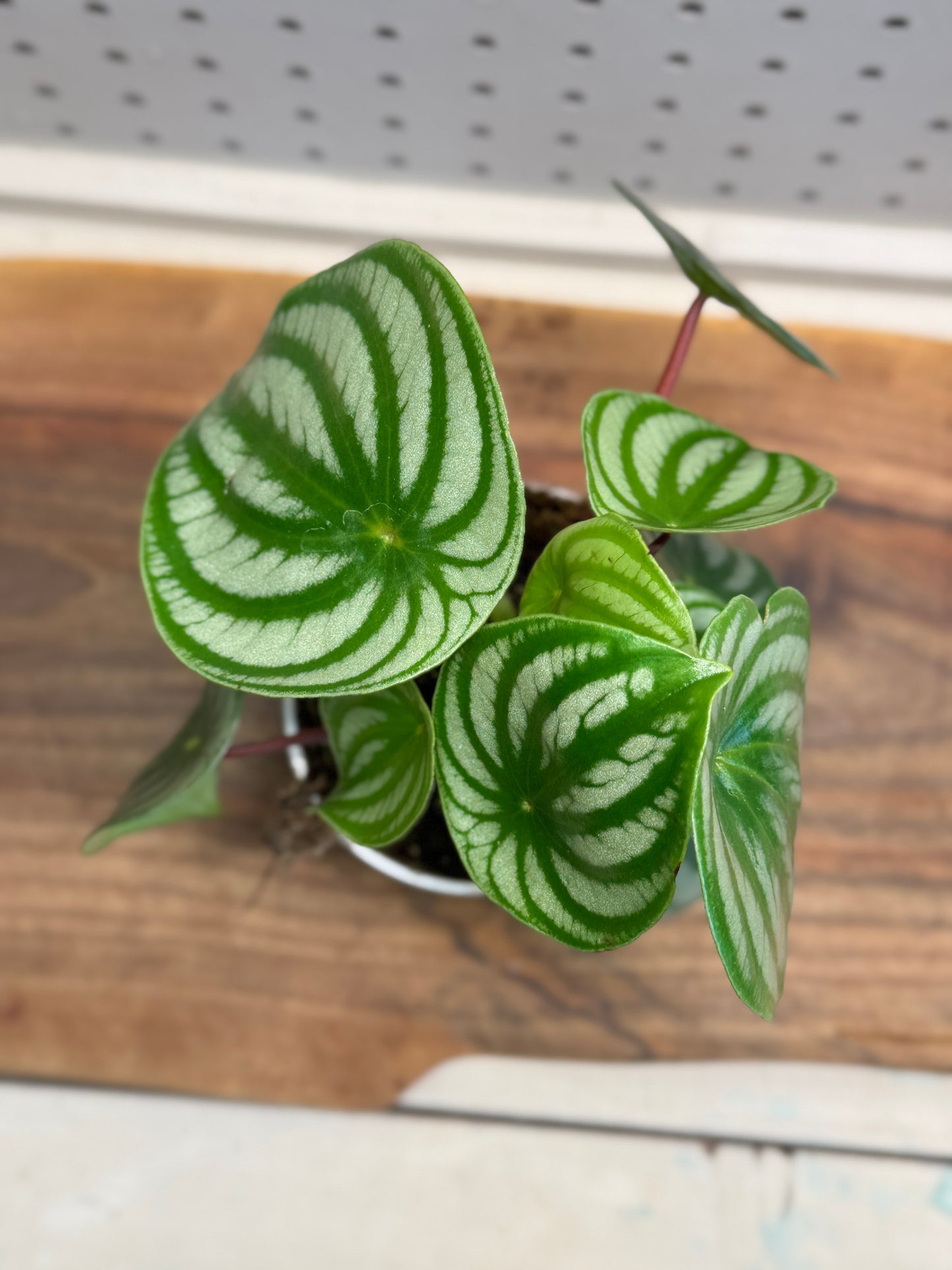 Watermelon Peperomia Peperomia argyreia 4 inch Pot - Indoor Plant with Unique Foliage & Easy Care Instructions for Compact Upright Appearance