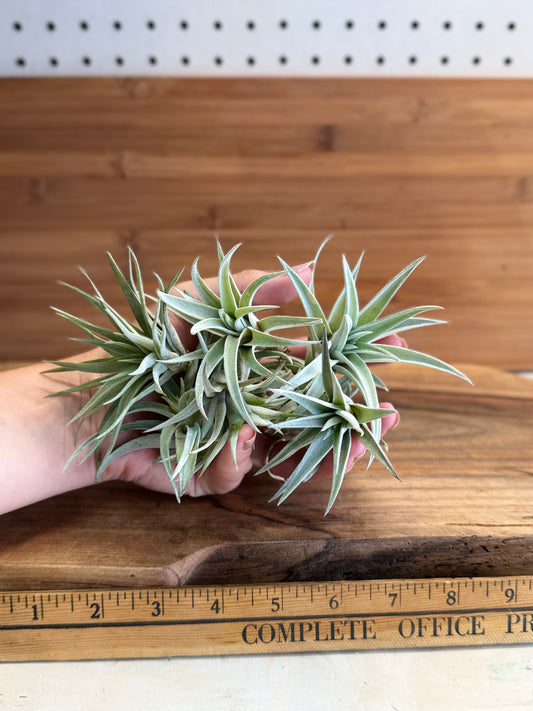 Tillandsia harrisii Small Air Plant in Natural Green Color - Indoor Plant with Velvet Silver-gray Leaves & Compact Rosette Shape - Requires Bright Indirect Light & Moderate Humidity
