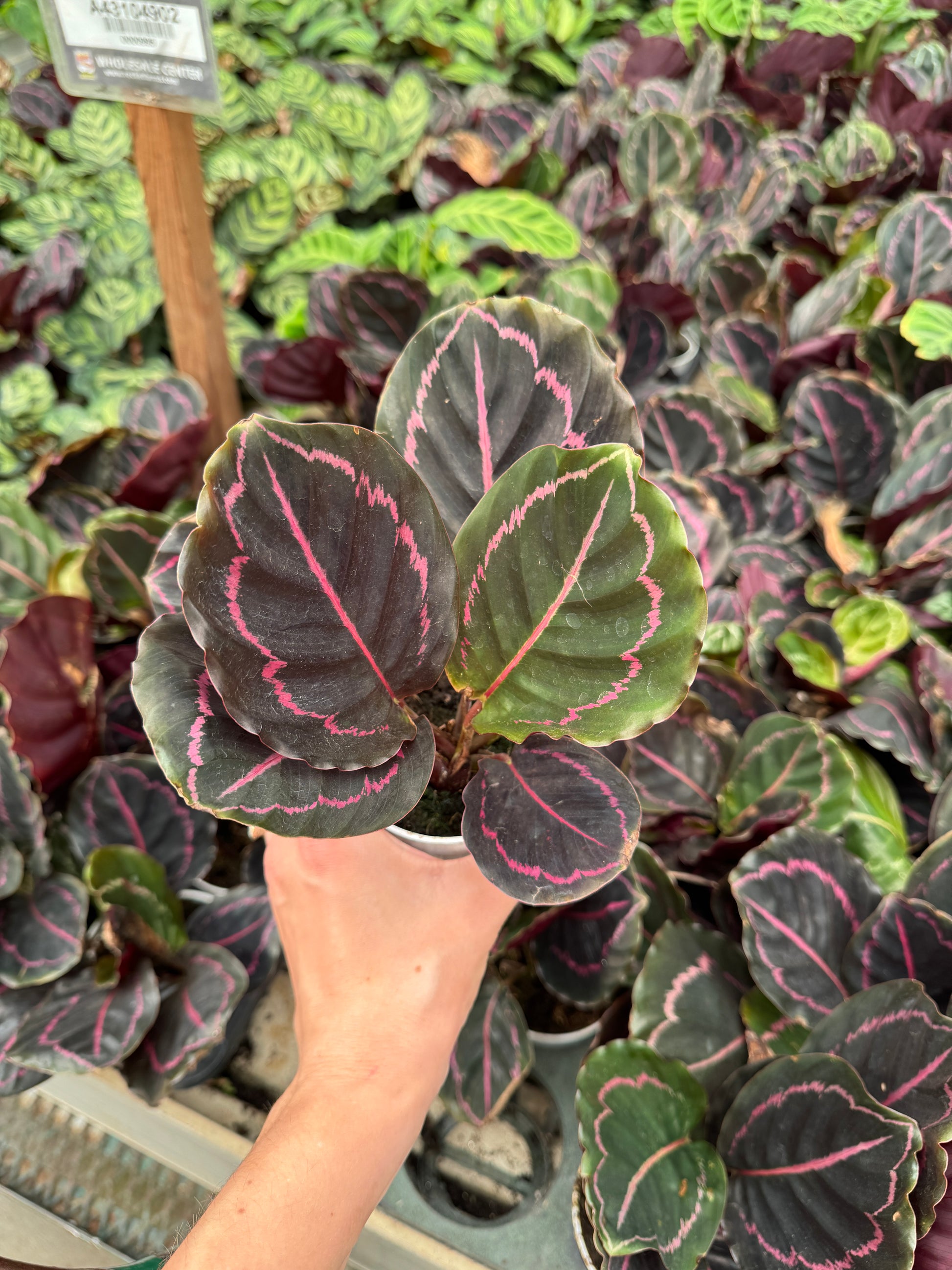 pink striped prayer plant Calathea Dottie Prayer Plant 4 inch with Black Leaves and pink stripes