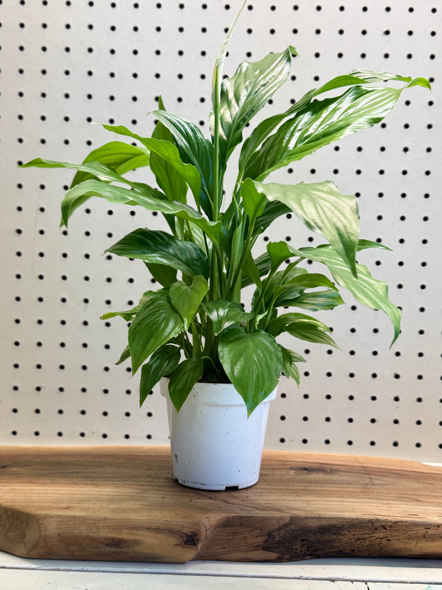 Peace Lily Spathiphyllum Indoor Plant with Deep Green Leaves and White Spathes for Air Purification in Bright Indirect Light