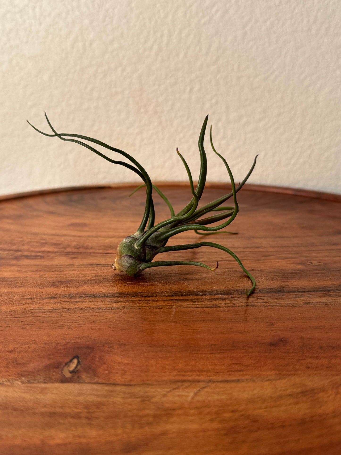Tillandsia bulbosa Medium Air Plant - Unique Sculptural Air Plant with Bulb-like Base and Twisting Green Leaves - Ideal for Indoor Use - Requires Bright Indirect Light and Moderate Humidity
