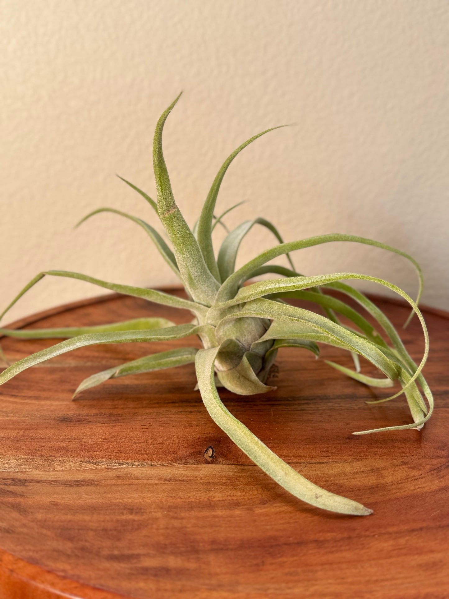 Tillandsia streptophylla Medium Air Plant - Curly Silvery-Green Leaves, Ideal for Indoor Decor, Requires Bright Indirect Light & Moderate Humidity
